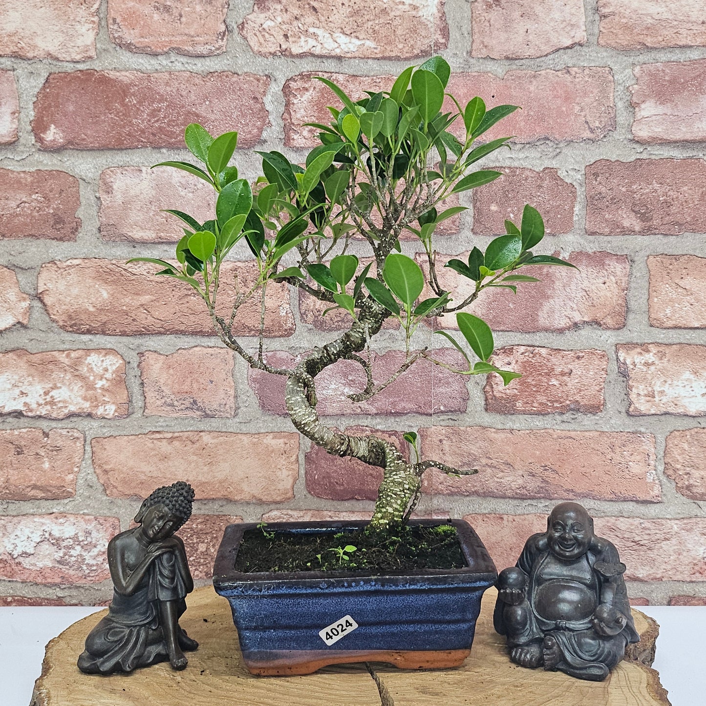 Ficus Microcarpa (Banyan Fig) Indoor Bonsai Tree | Shaped | In 15cm Pot