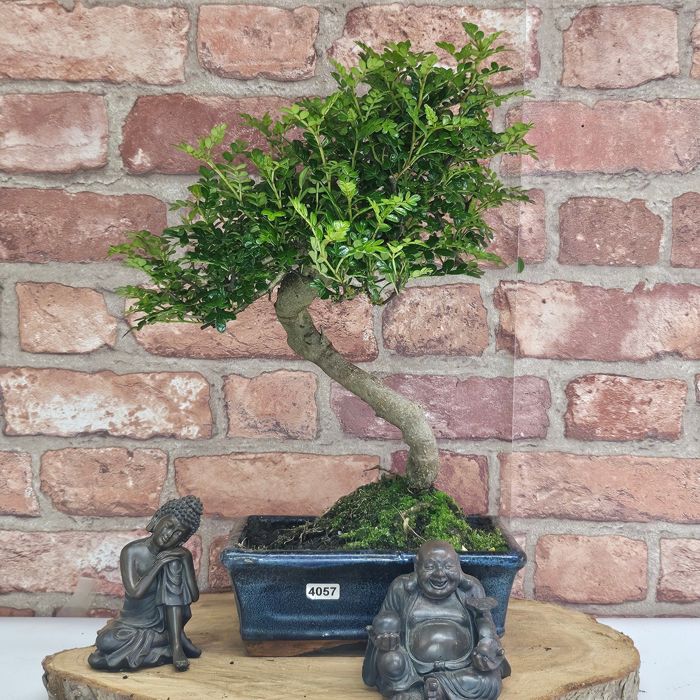 Chinese Pepper (Zanthoxylum Pipertum) Bonsai Tree | Shaped | In 20cm Pot