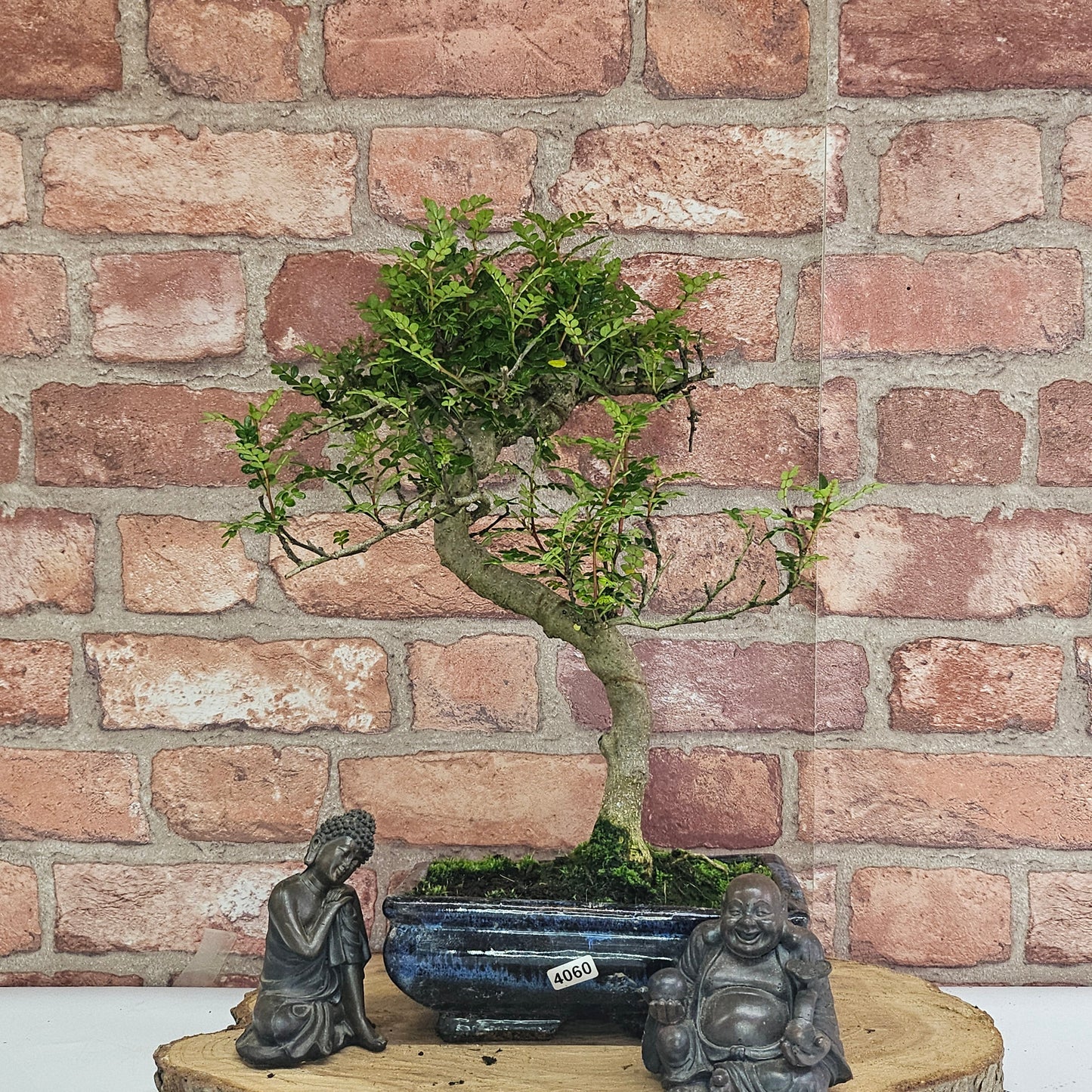 Chinese Pepper (Zanthoxylum Pipertum) Bonsai Tree | Shaped | In 20cm Pot