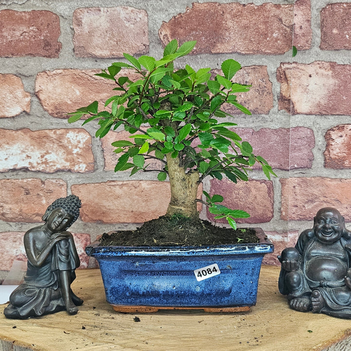 Chinese Elm (Ulmus Parvifolia) Bonsai Tree | Broom | In 15cm Pot