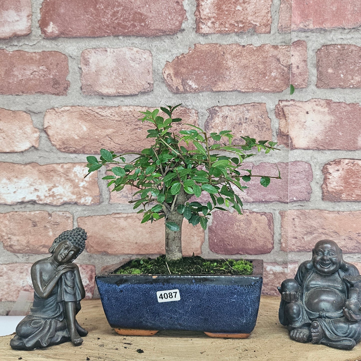 Chinese Elm (Ulmus Parvifolia) Bonsai Tree | Broom | In 15cm Pot