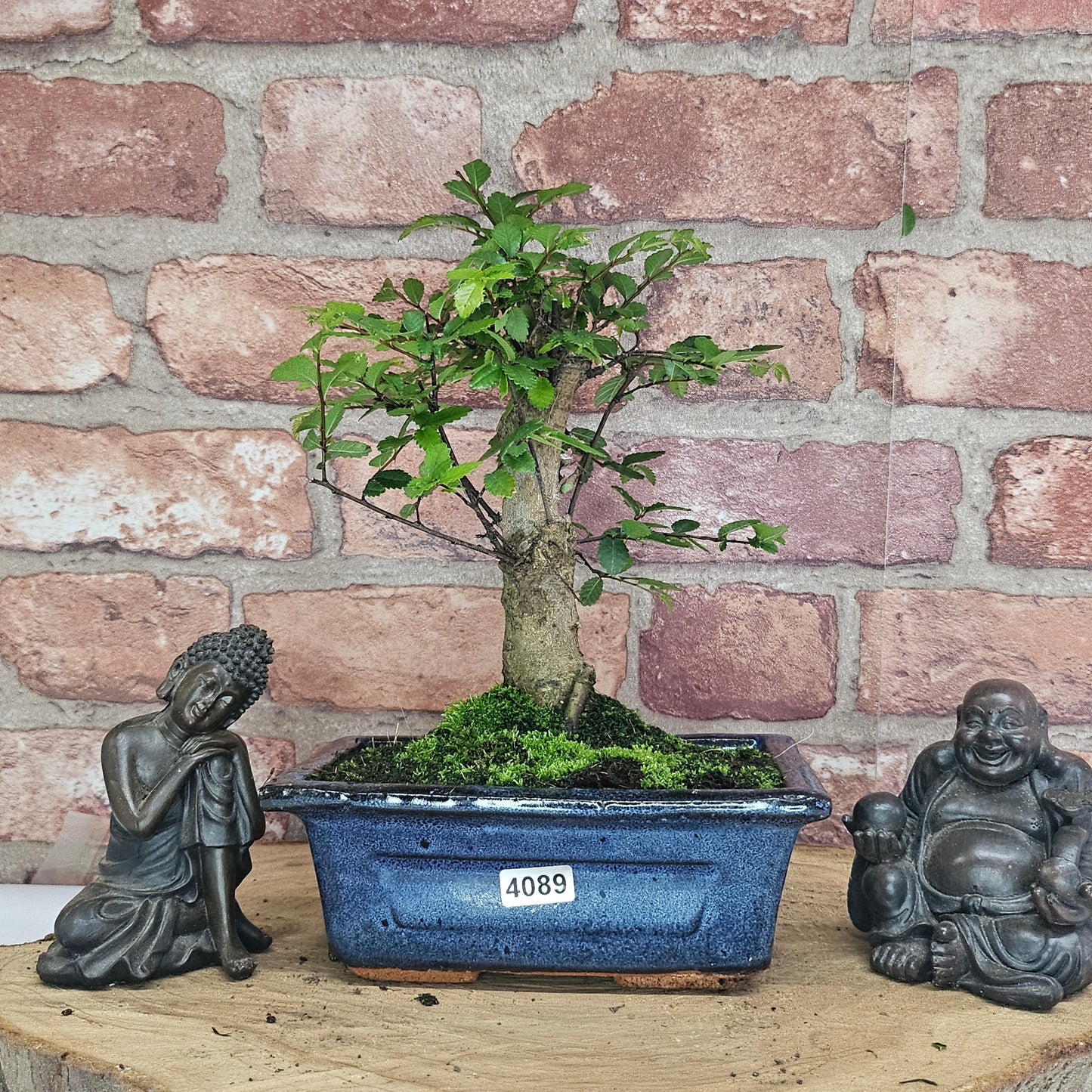 Chinese Elm (Ulmus Parvifolia) Bonsai Tree | Broom | In 15cm Pot