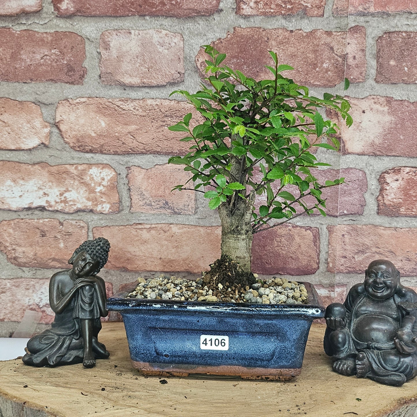 Chinese Elm (Ulmus Parvifolia) Bonsai Tree | Broom | In 15cm Pot