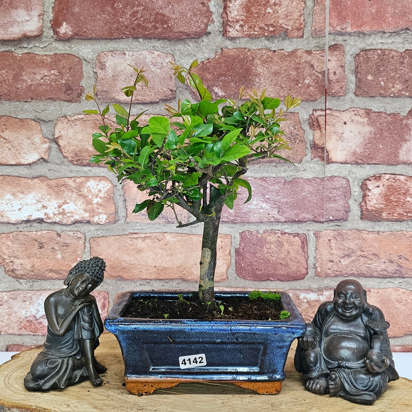 Bird Plum (Sageretia) Bonsai Tree | Broom | In 15cm Pot