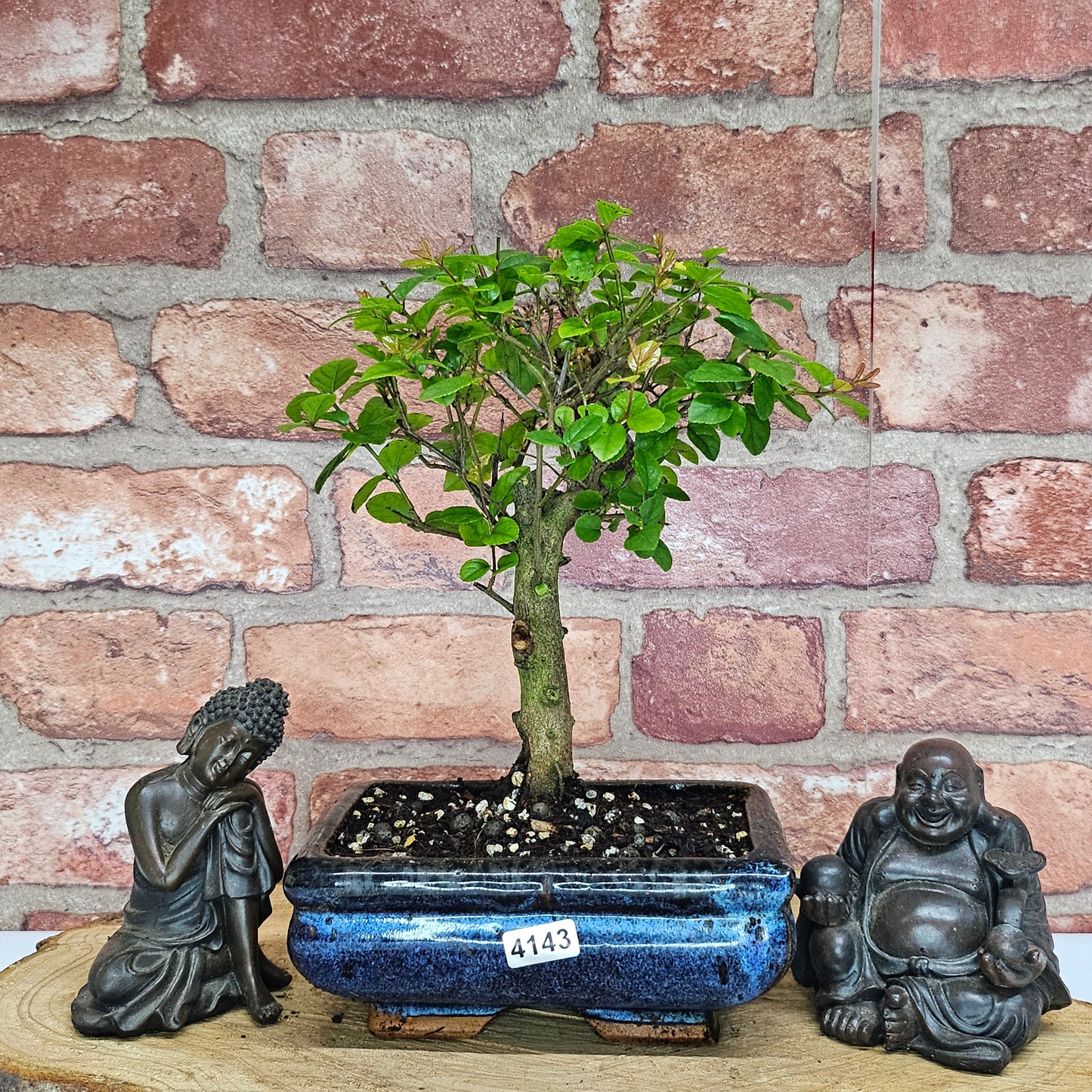 Bird Plum (Sageretia) Bonsai Tree | Broom | In 15cm Pot