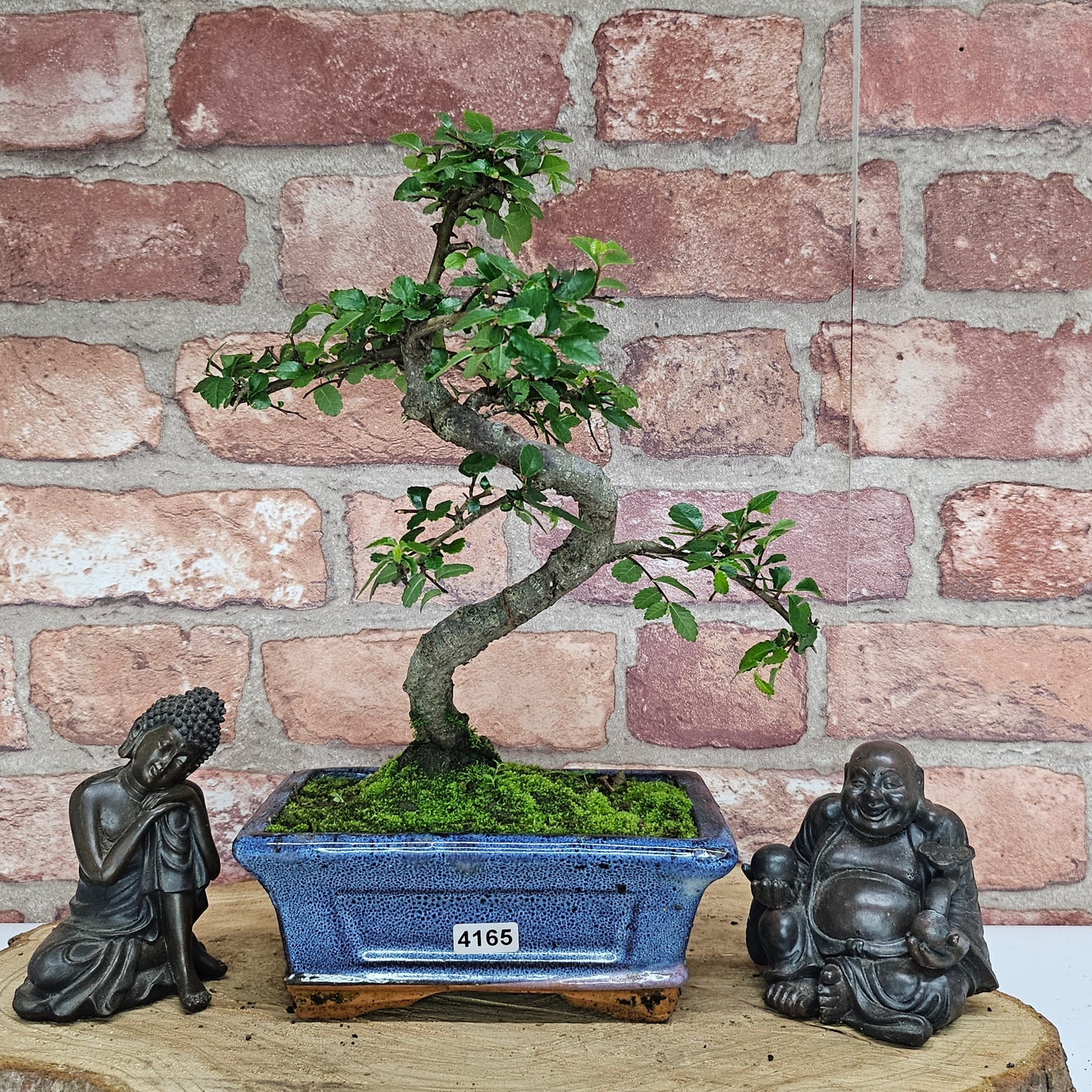 Chinese Elm (Ulmus Parvifolia) Bonsai Tree | Shaped | In 15cm Pot