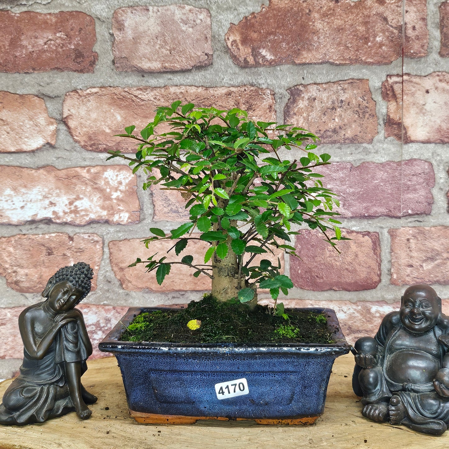 Chinese Elm (Ulmus Parvifolia) Bonsai Tree | Broom | In 15cm Pot