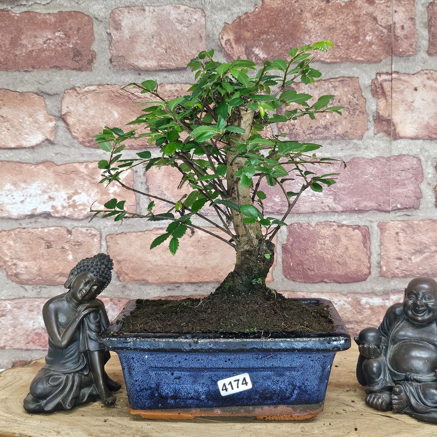 Chinese Elm (Ulmus Parvifolia) Bonsai Tree | Broom | In 15cm Pot