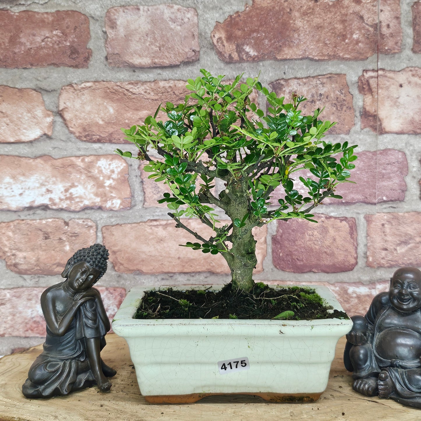 Chinese Pepper (Zanthoxylum Pipertum) Bonsai Tree | Broom | In 20cm Pot