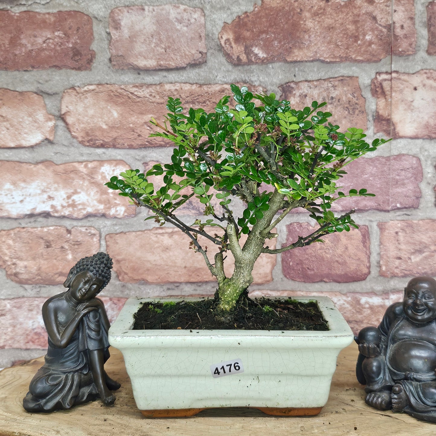 Chinese Pepper (Zanthoxylum Pipertum) Bonsai Tree | Broom | In 20cm Pot