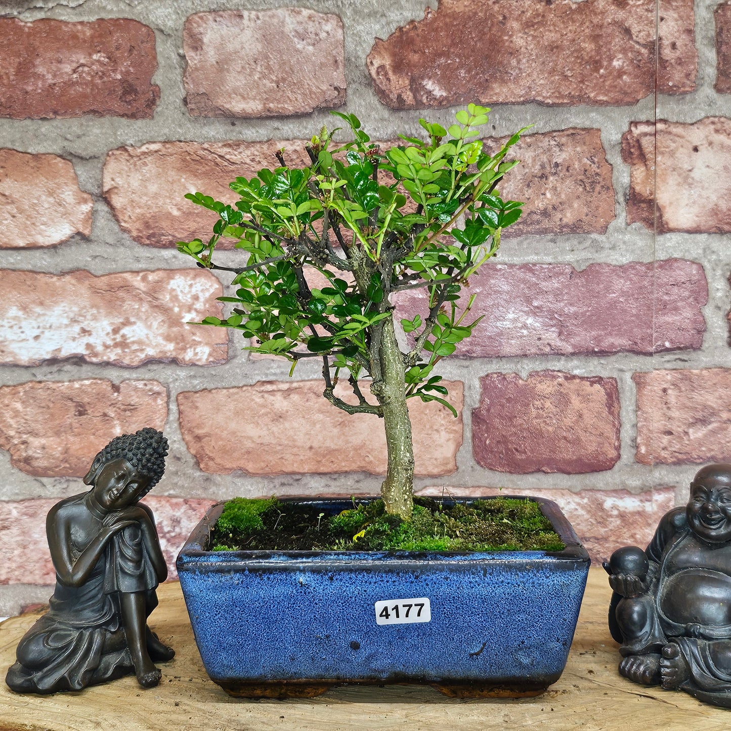 Chinese Pepper (Zanthoxylum Pipertum) Bonsai Tree | Broom | In 20cm Pot