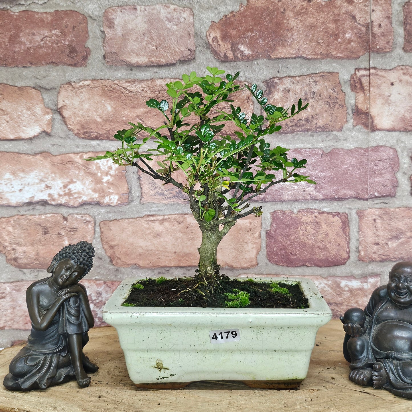 Chinese Pepper (Zanthoxylum Pipertum) Bonsai Tree | Broom | In 20cm Pot