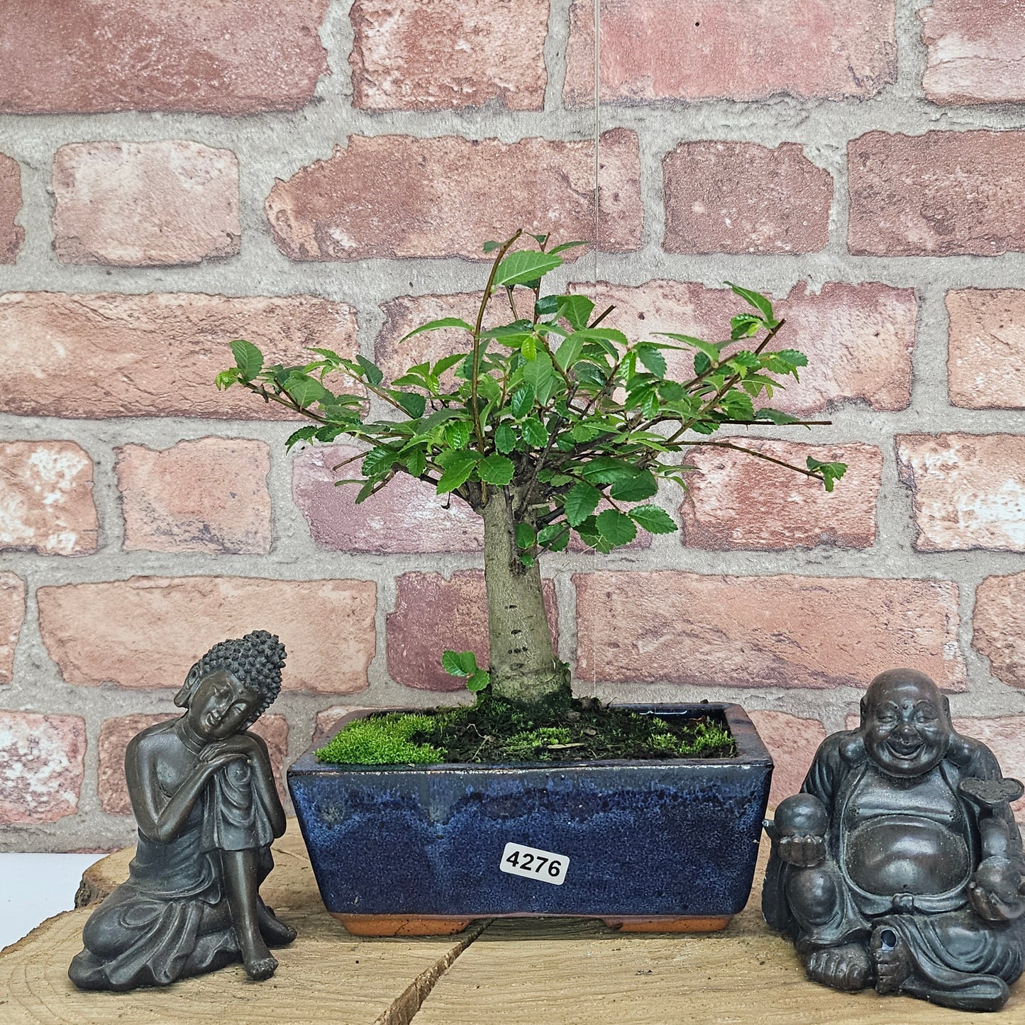 Chinese Elm (Ulmus Parvifolia) Bonsai Tree | Broom | In 15cm Pot
