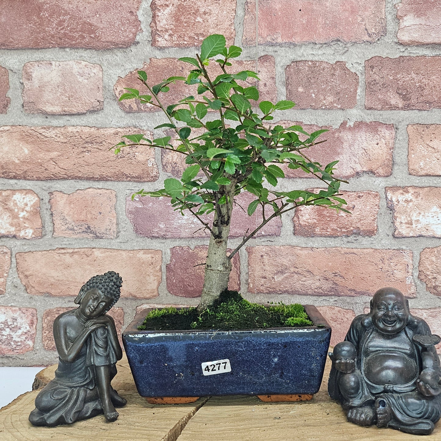 Chinese Elm (Ulmus Parvifolia) Bonsai Tree | Broom | In 15cm Pot
