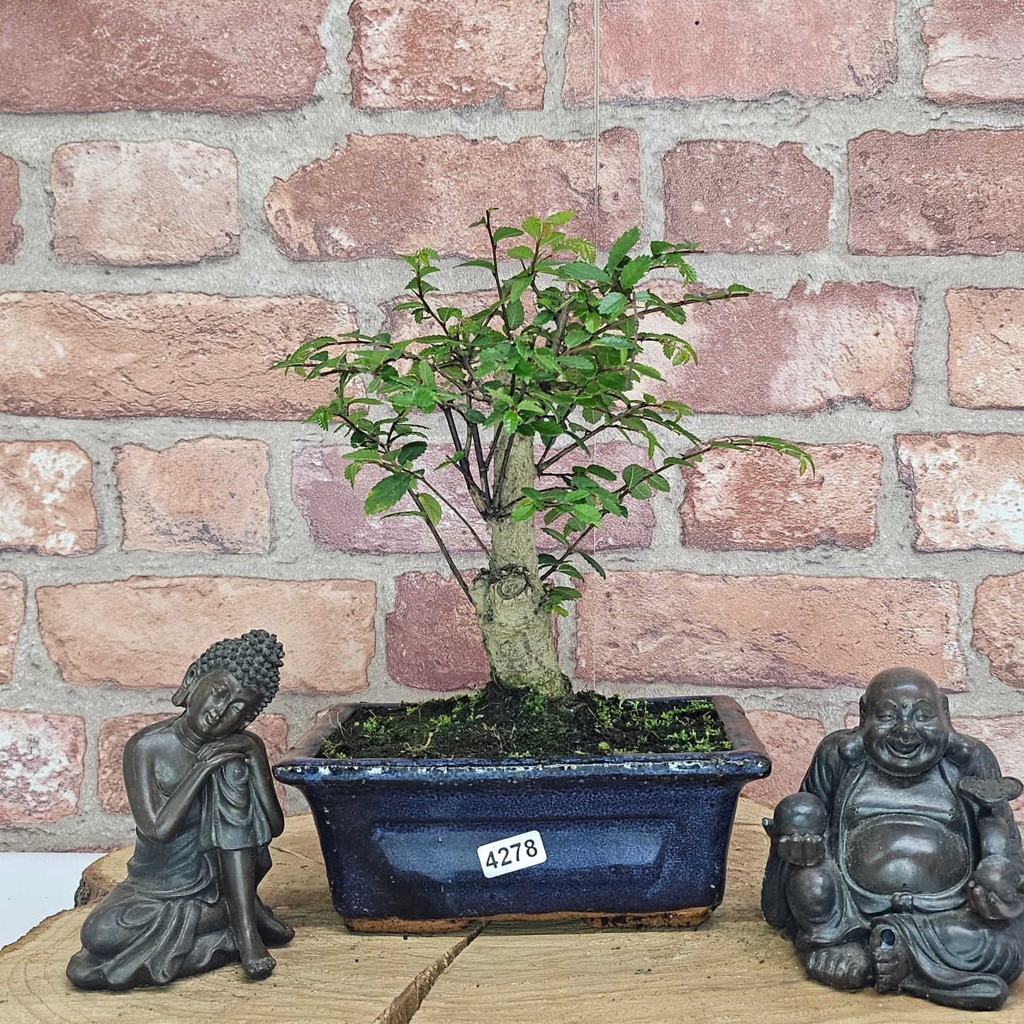 Chinese Elm (Ulmus Parvifolia) Bonsai Tree | Broom | In 15cm Pot