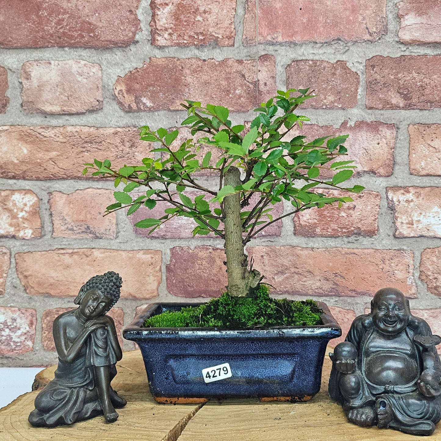Chinese Elm (Ulmus Parvifolia) Bonsai Tree | Broom | In 15cm Pot