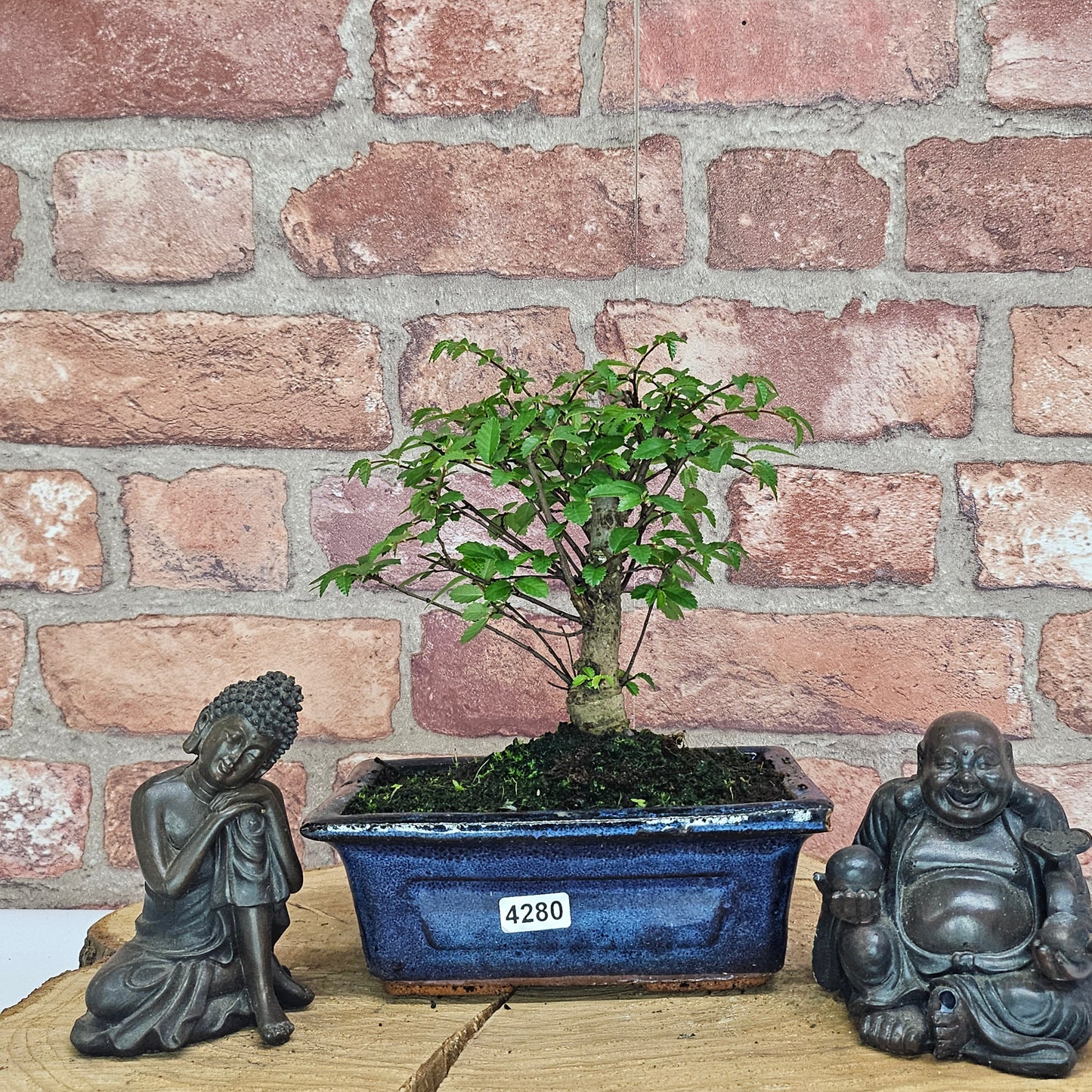 Chinese Elm (Ulmus Parvifolia) Bonsai Tree | Broom | In 15cm Pot