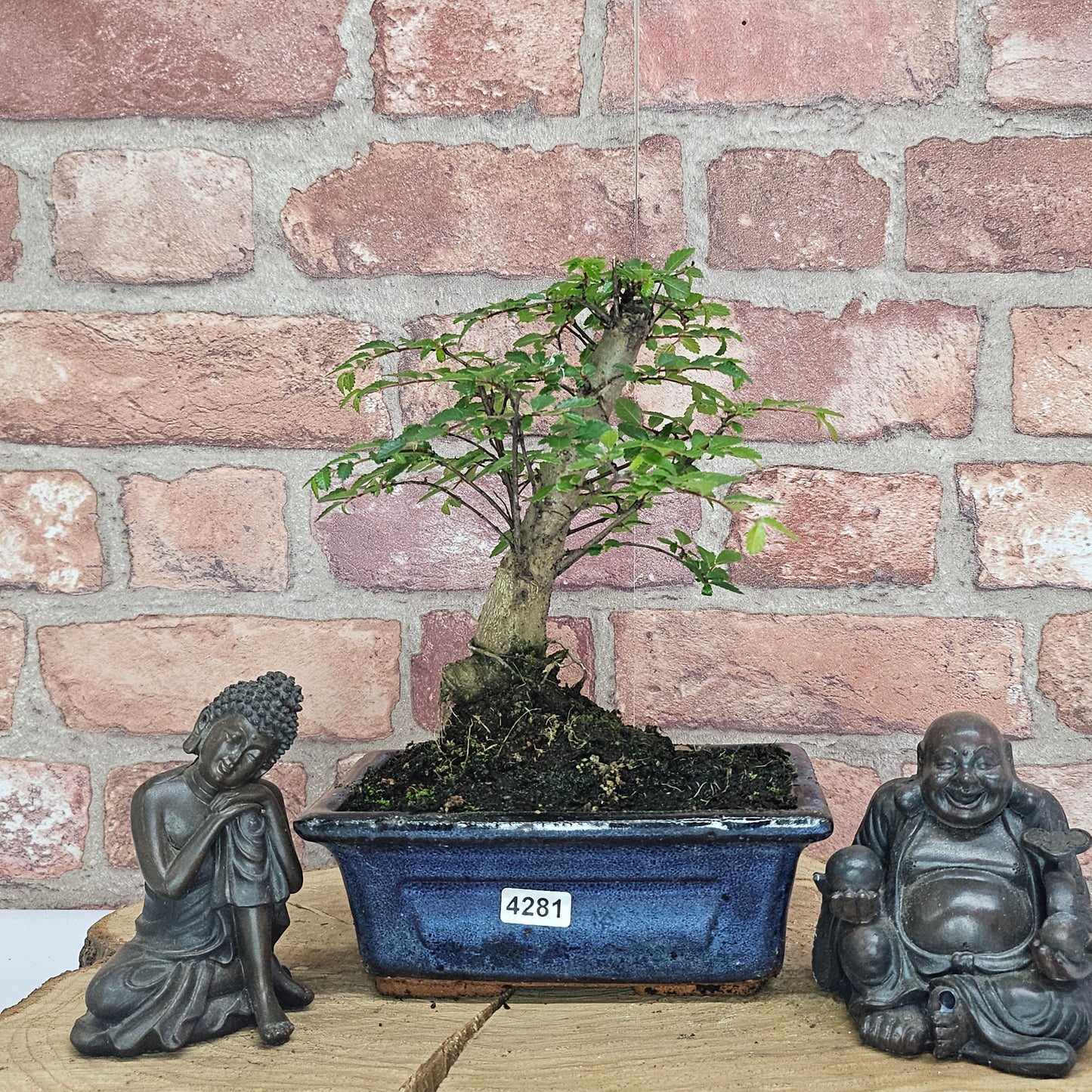 Chinese Elm (Ulmus Parvifolia) Bonsai Tree | Broom | In 15cm Pot