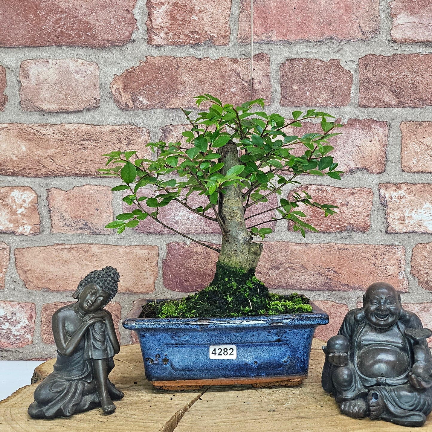 Chinese Elm (Ulmus Parvifolia) Bonsai Tree | Broom | In 15cm Pot