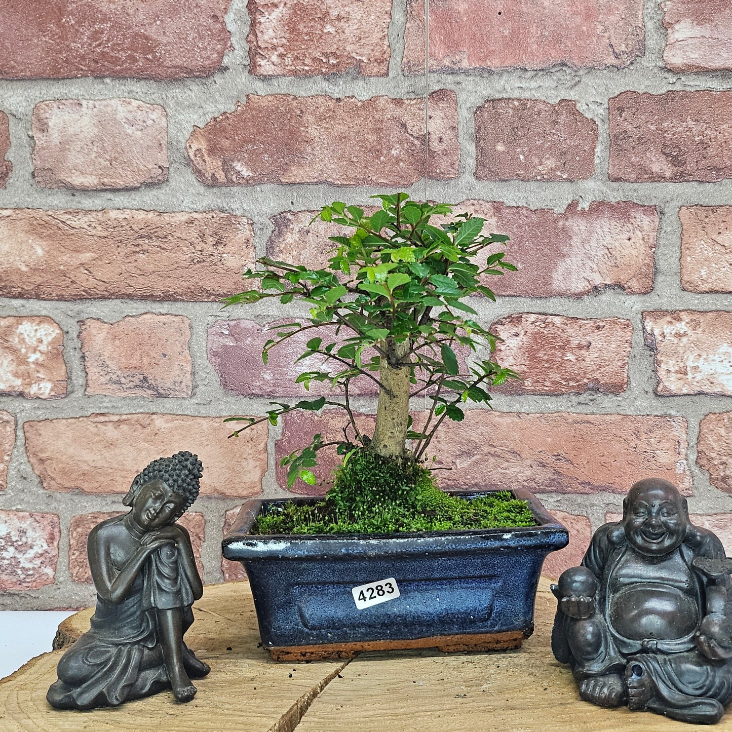 Chinese Elm (Ulmus Parvifolia) Bonsai Tree | Broom | In 15cm Pot