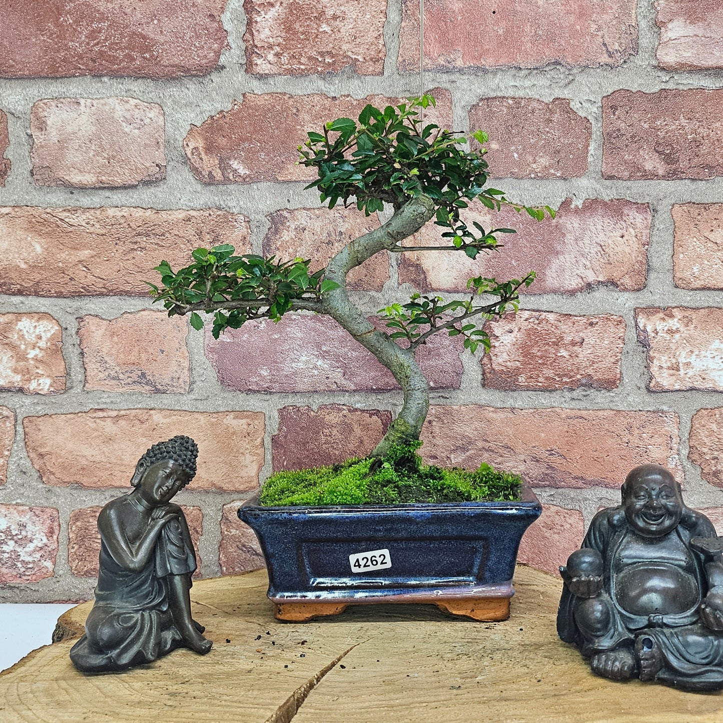 Chinese Elm (Ulmus Parvifolia) Bonsai Tree | Shaped | In 15cm Pot