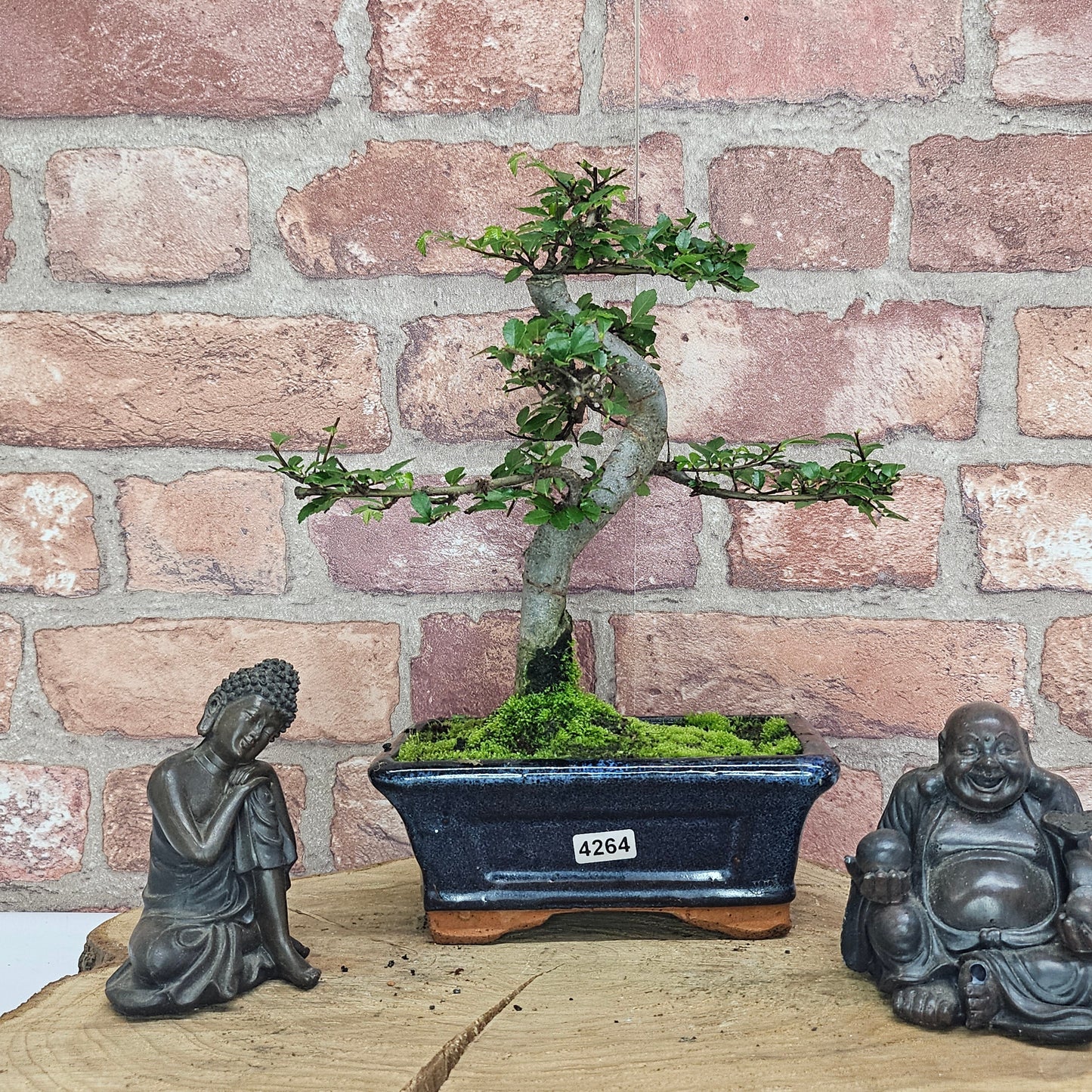 Chinese Elm (Ulmus Parvifolia) Bonsai Tree | Shaped | In 15cm Pot