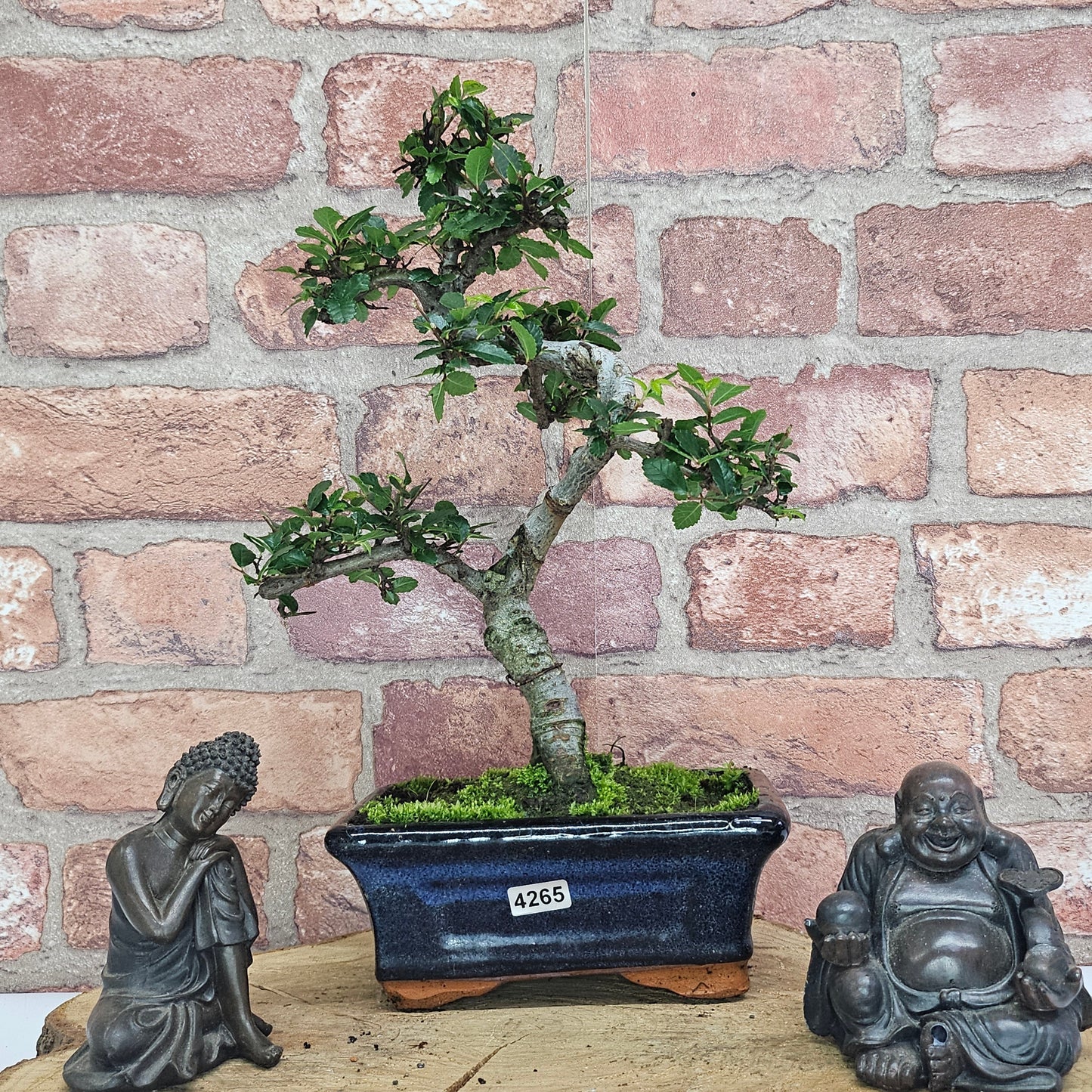 Chinese Elm (Ulmus Parvifolia) Bonsai Tree | Shaped | In 15cm Pot