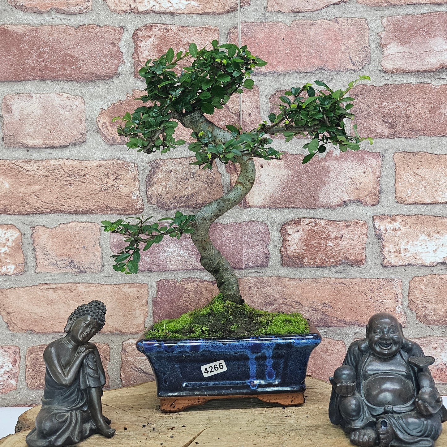 Chinese Elm (Ulmus Parvifolia) Bonsai Tree | Shaped | In 15cm Pot