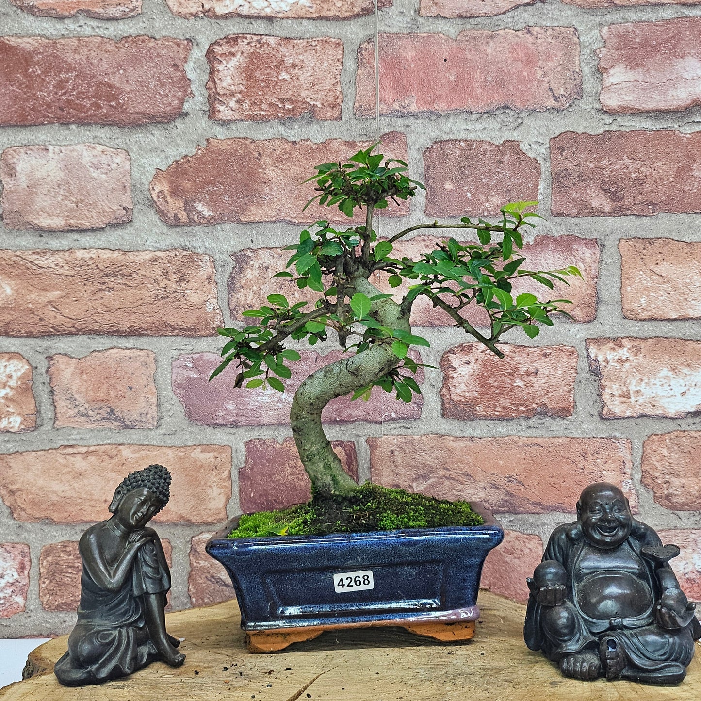 Chinese Elm (Ulmus Parvifolia) Bonsai Tree | Shaped | In 15cm Pot