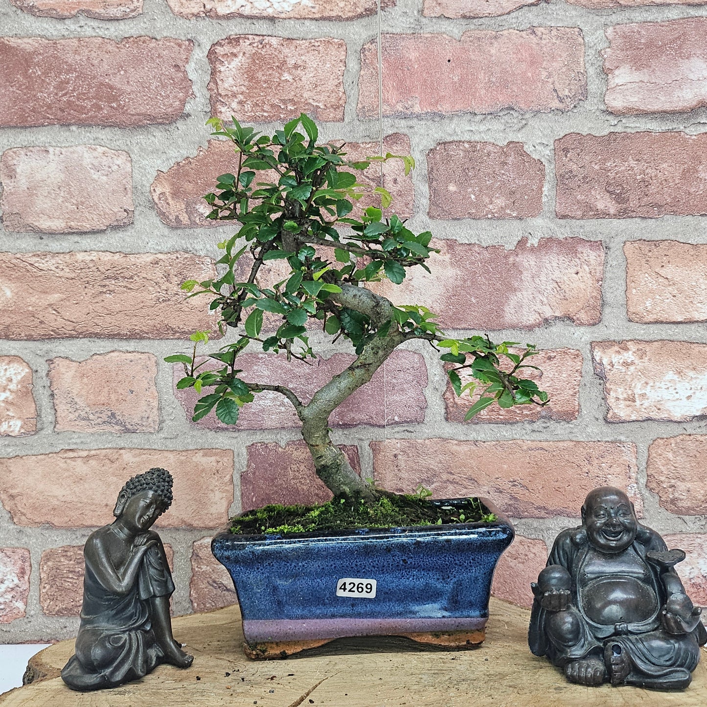 Chinese Elm (Ulmus Parvifolia) Bonsai Tree | Shaped | In 15cm Pot
