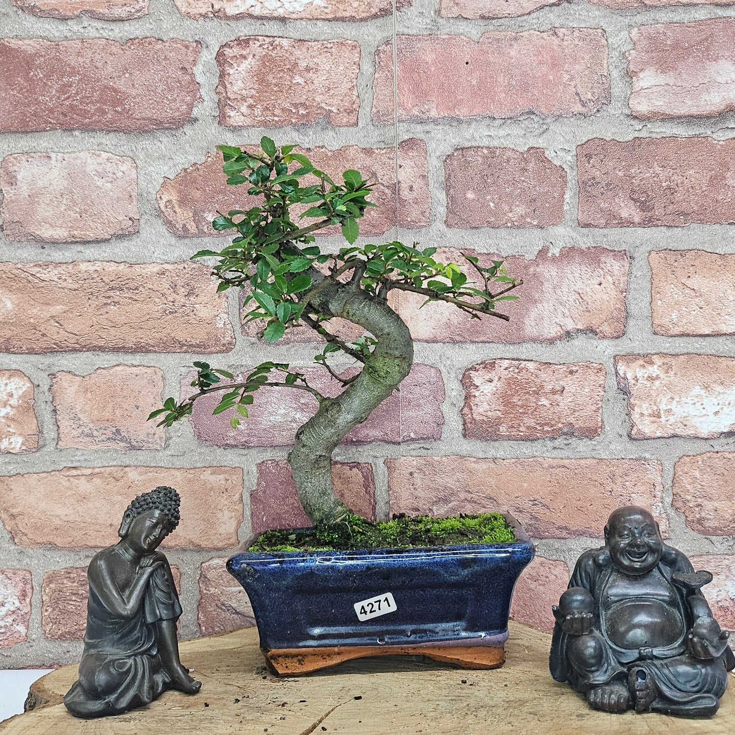 Chinese Elm (Ulmus Parvifolia) Bonsai Tree | Shaped | In 15cm Pot