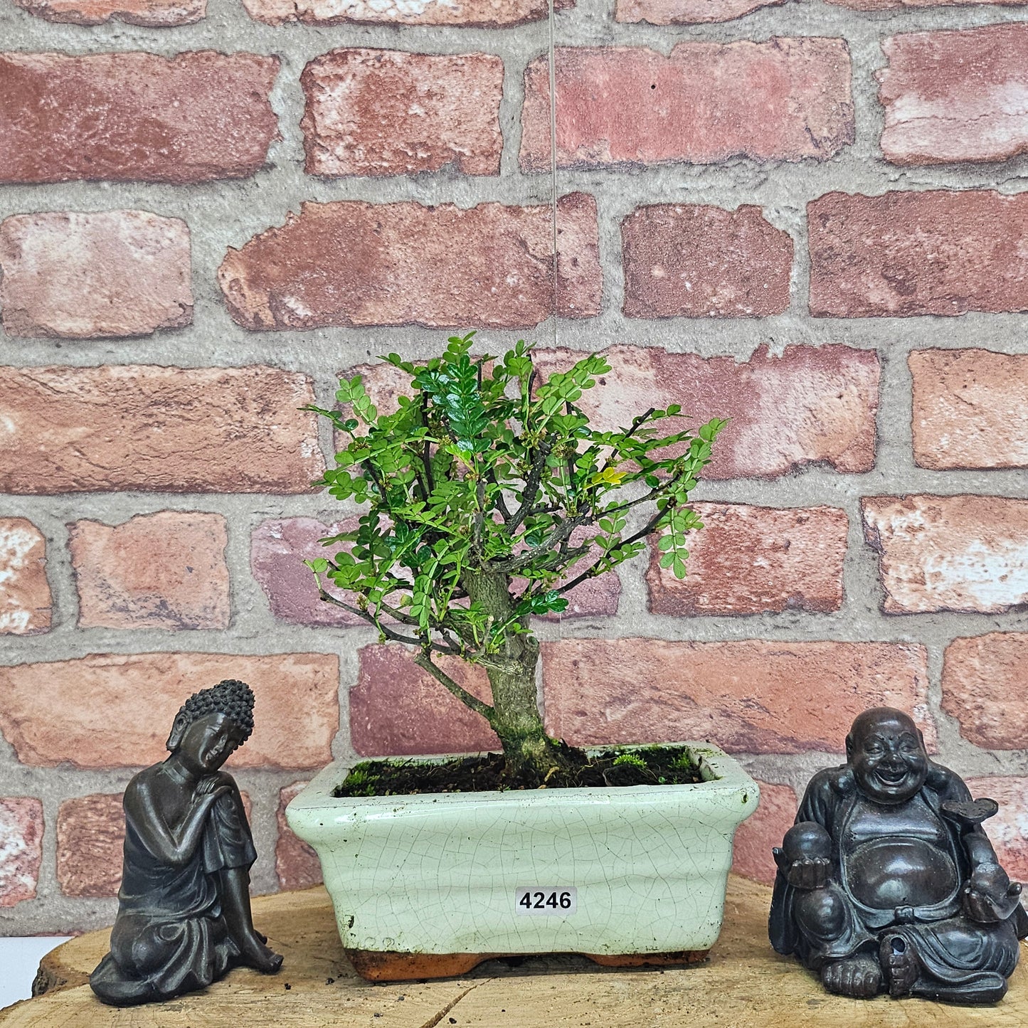 Chinese Pepper (Zanthoxylum Pipertum) Bonsai Tree | Broom | In 20cm Pot