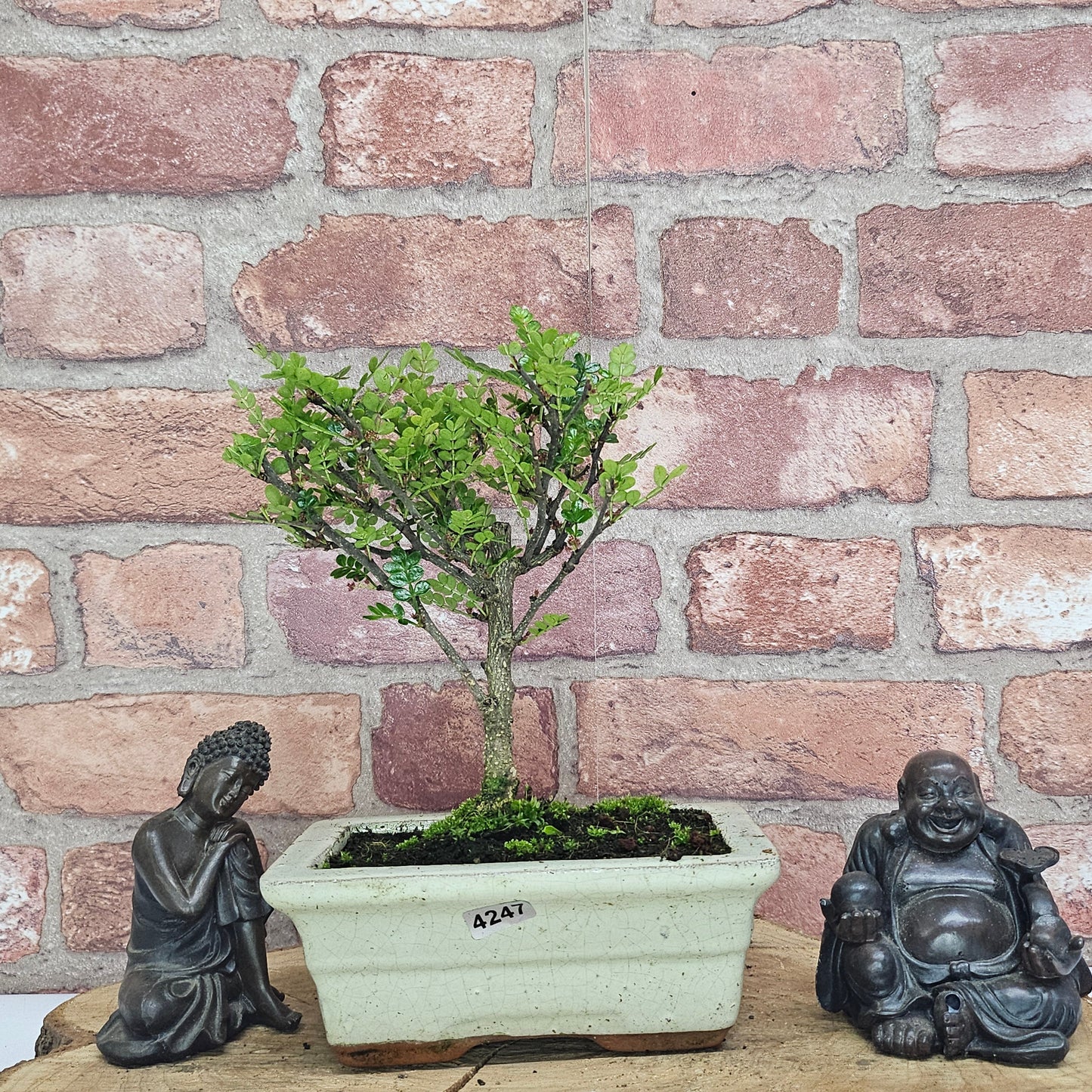 Chinese Pepper (Zanthoxylum Pipertum) Bonsai Tree | Broom | In 20cm Pot