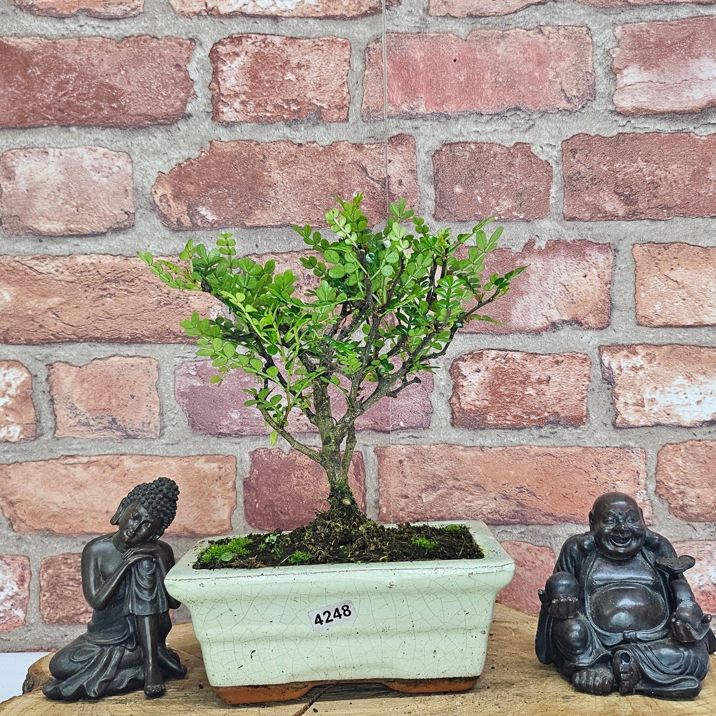 Chinese Pepper (Zanthoxylum Pipertum) Bonsai Tree | Broom | In 20cm Pot