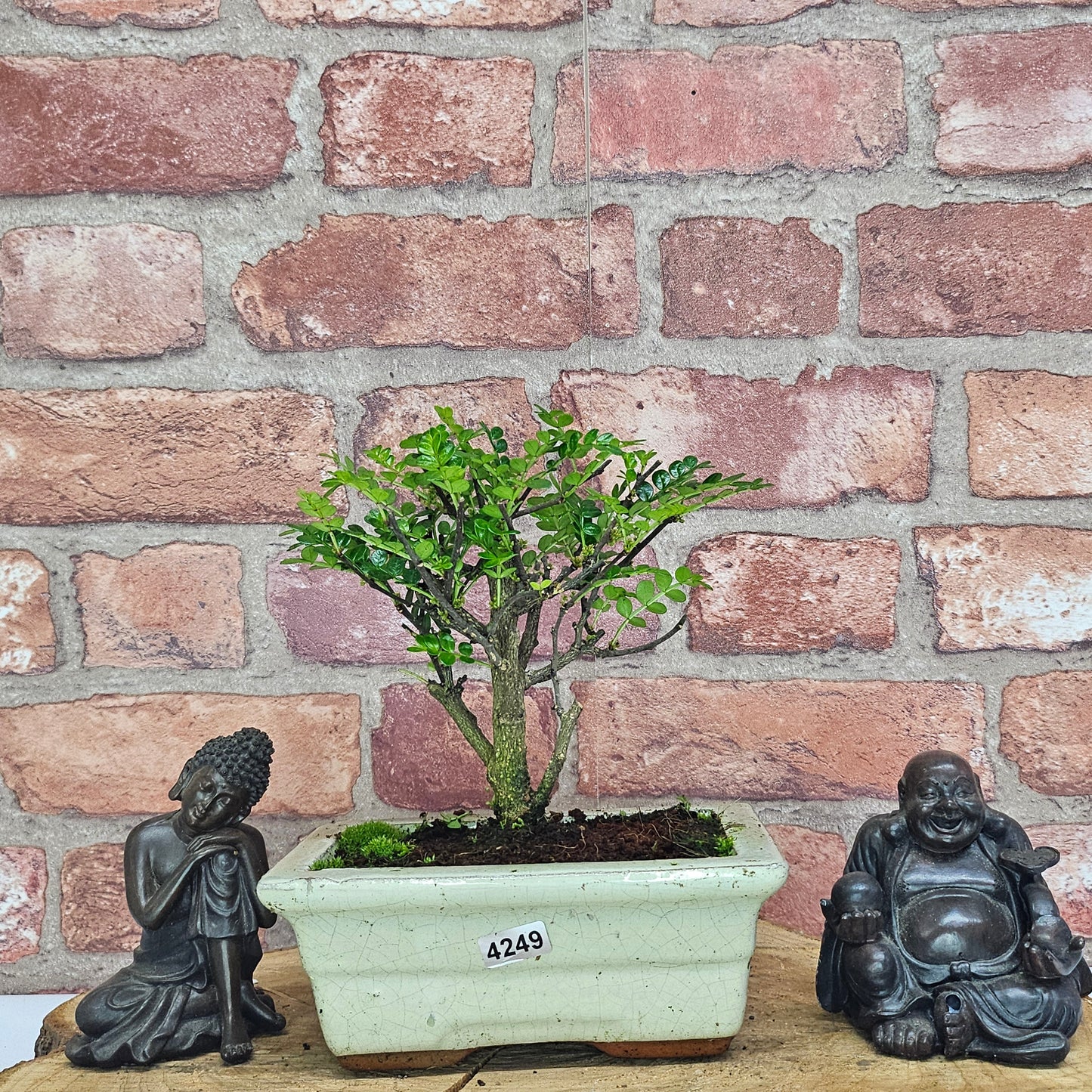 Chinese Pepper (Zanthoxylum Pipertum) Bonsai Tree | Broom | In 20cm Pot