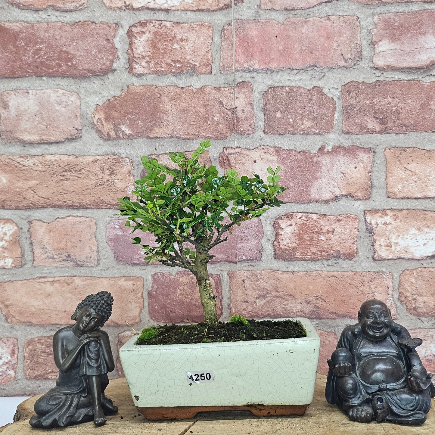 Chinese Pepper (Zanthoxylum Pipertum) Bonsai Tree | Broom | In 20cm Pot