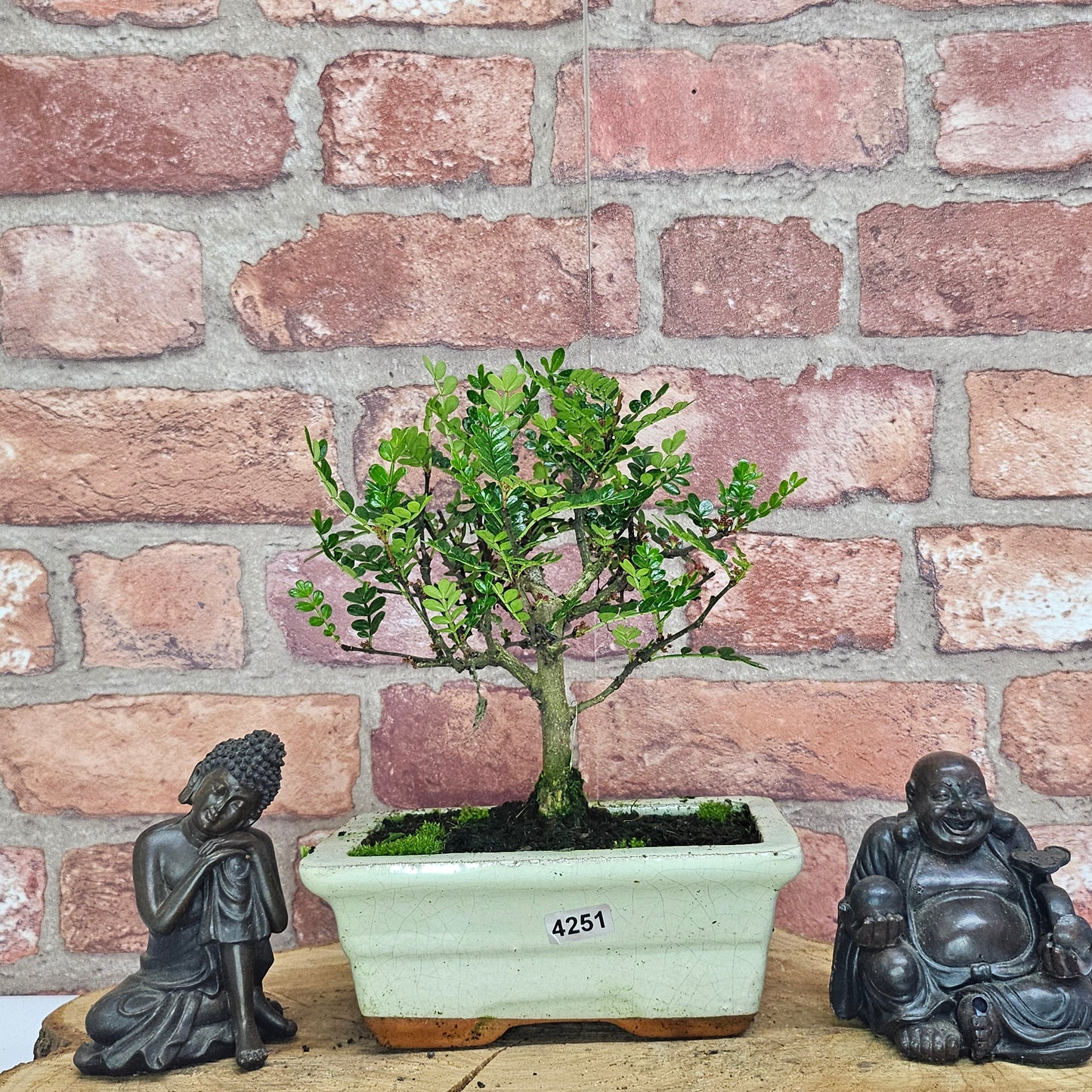 Chinese Pepper (Zanthoxylum Pipertum) Bonsai Tree | Broom | In 20cm Pot