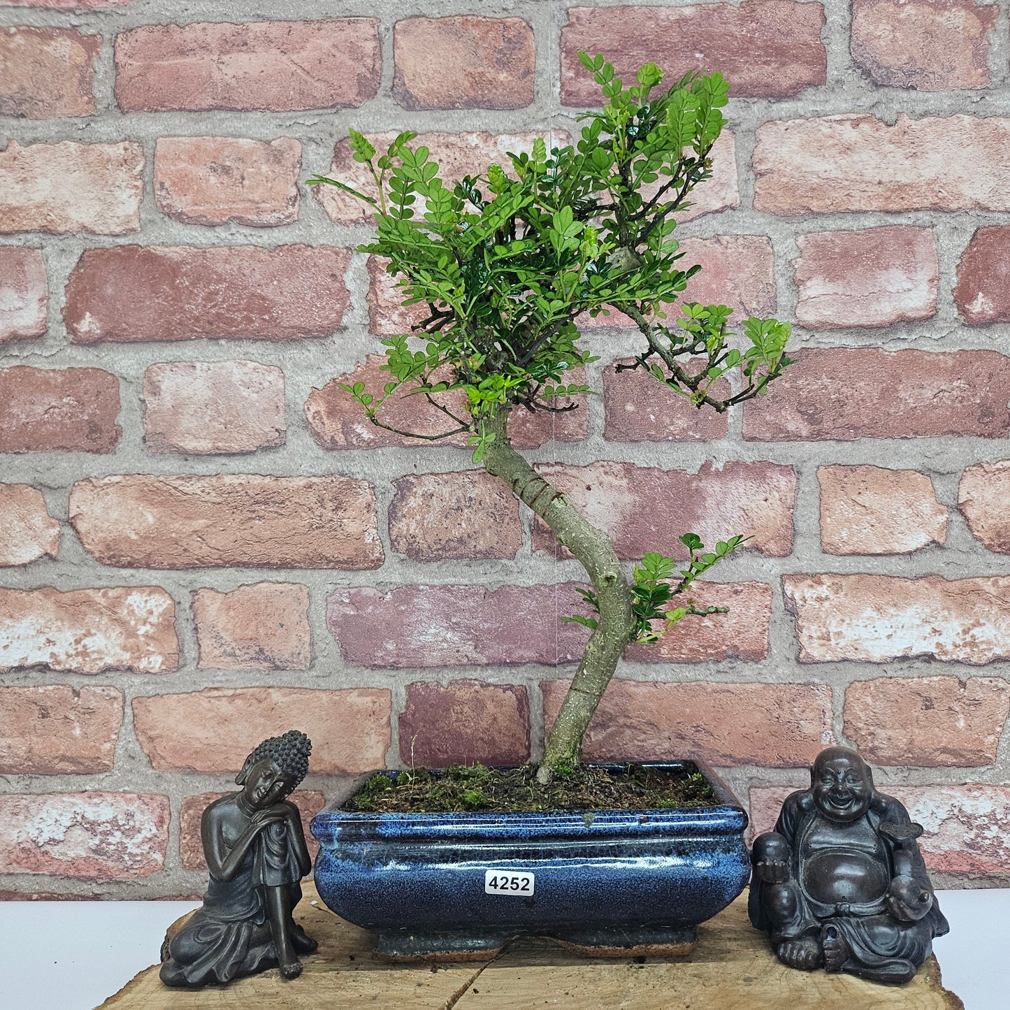 Chinese Pepper (Zanthoxylum Pipertum) Bonsai Tree | Shaped | In 20cm Pot