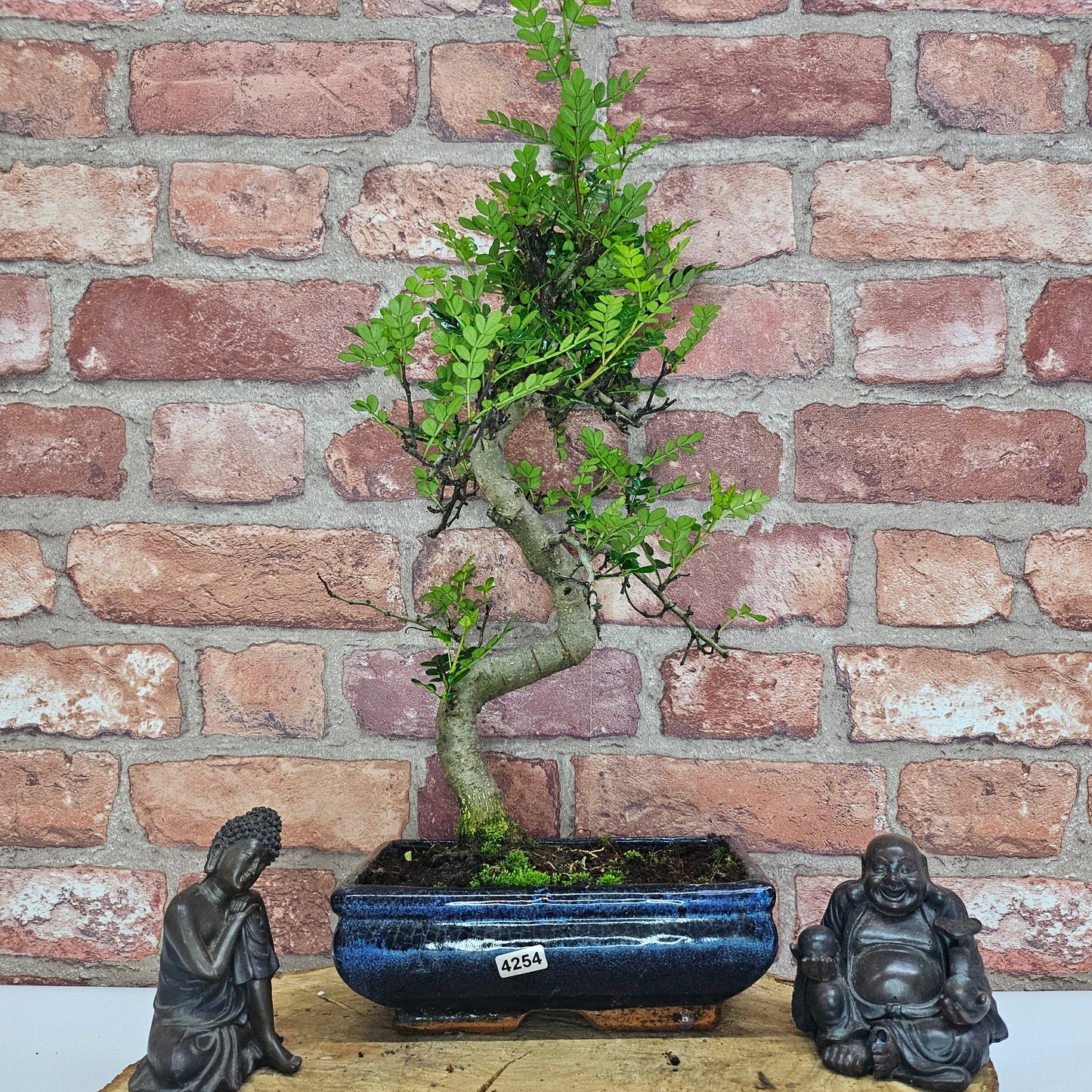 Chinese Pepper (Zanthoxylum Pipertum) Bonsai Tree | Shaped | In 20cm Pot