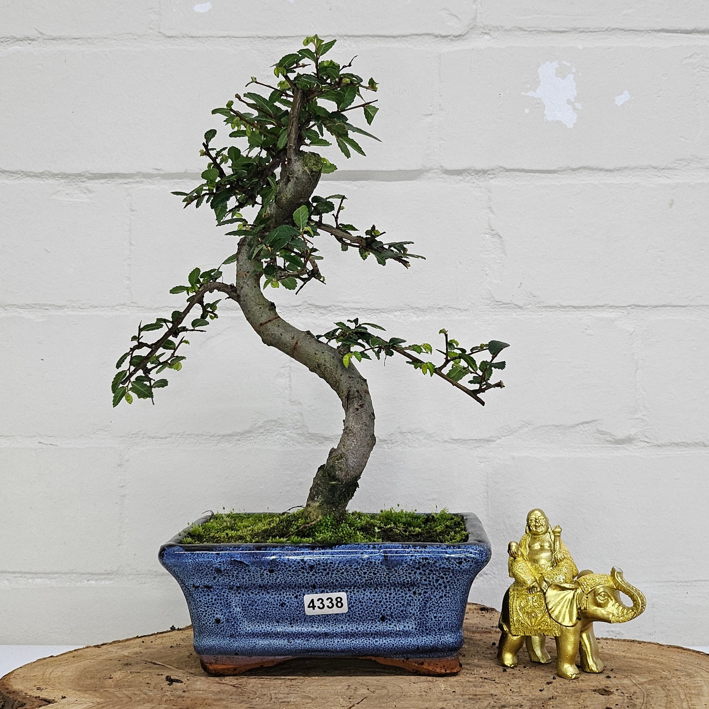 Chinese Elm (Ulmus Parvifolia) Bonsai Tree | Shaped | In 15cm Pot