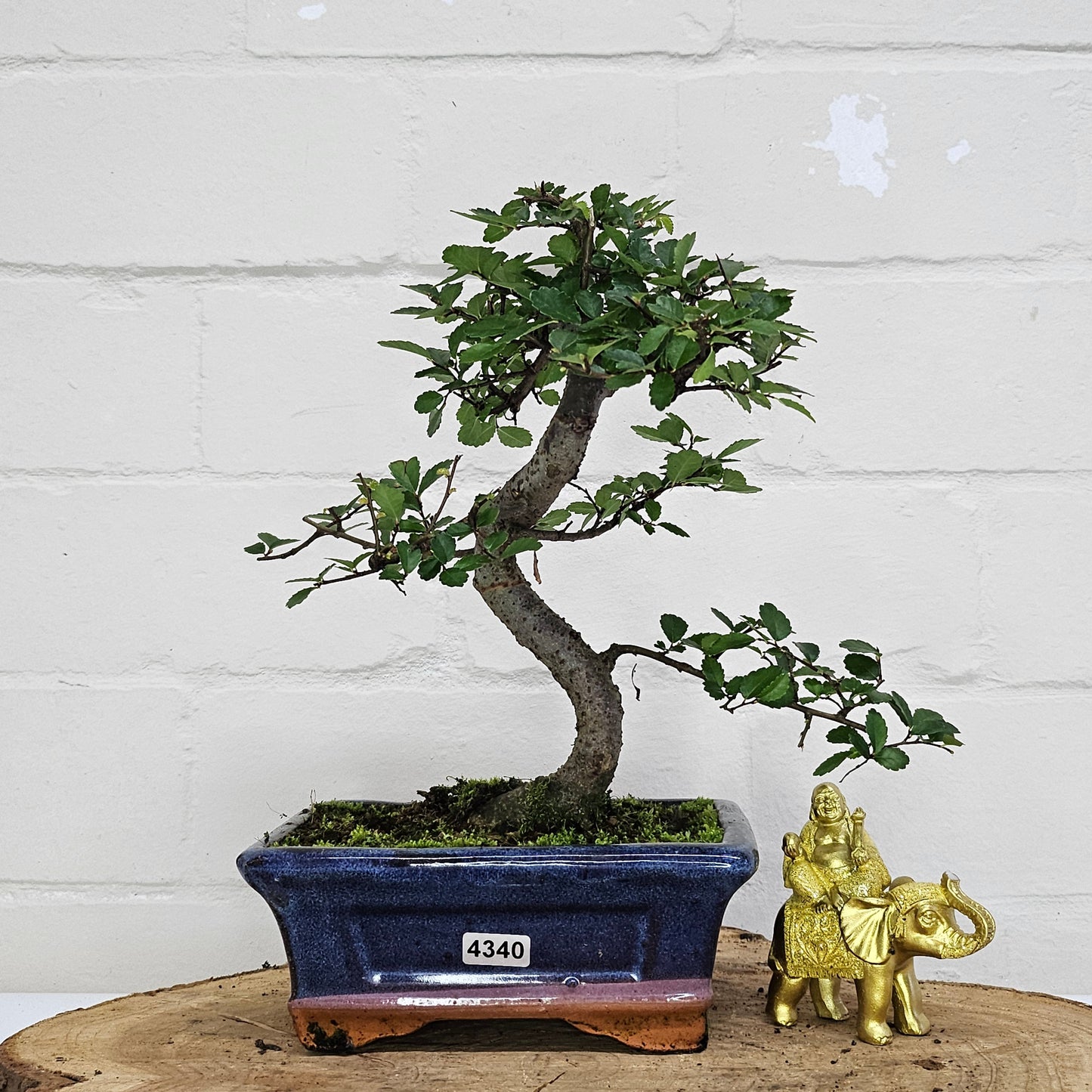 Chinese Elm (Ulmus Parvifolia) Bonsai Tree | Shaped | In 15cm Pot