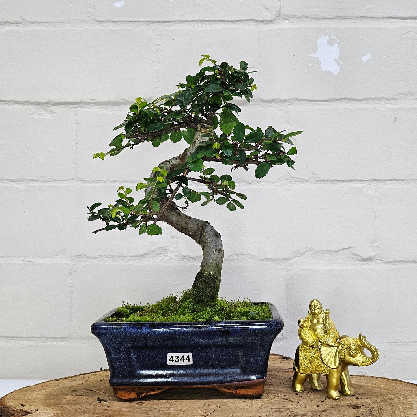 Chinese Elm (Ulmus Parvifolia) Bonsai Tree | Shaped | In 15cm Pot