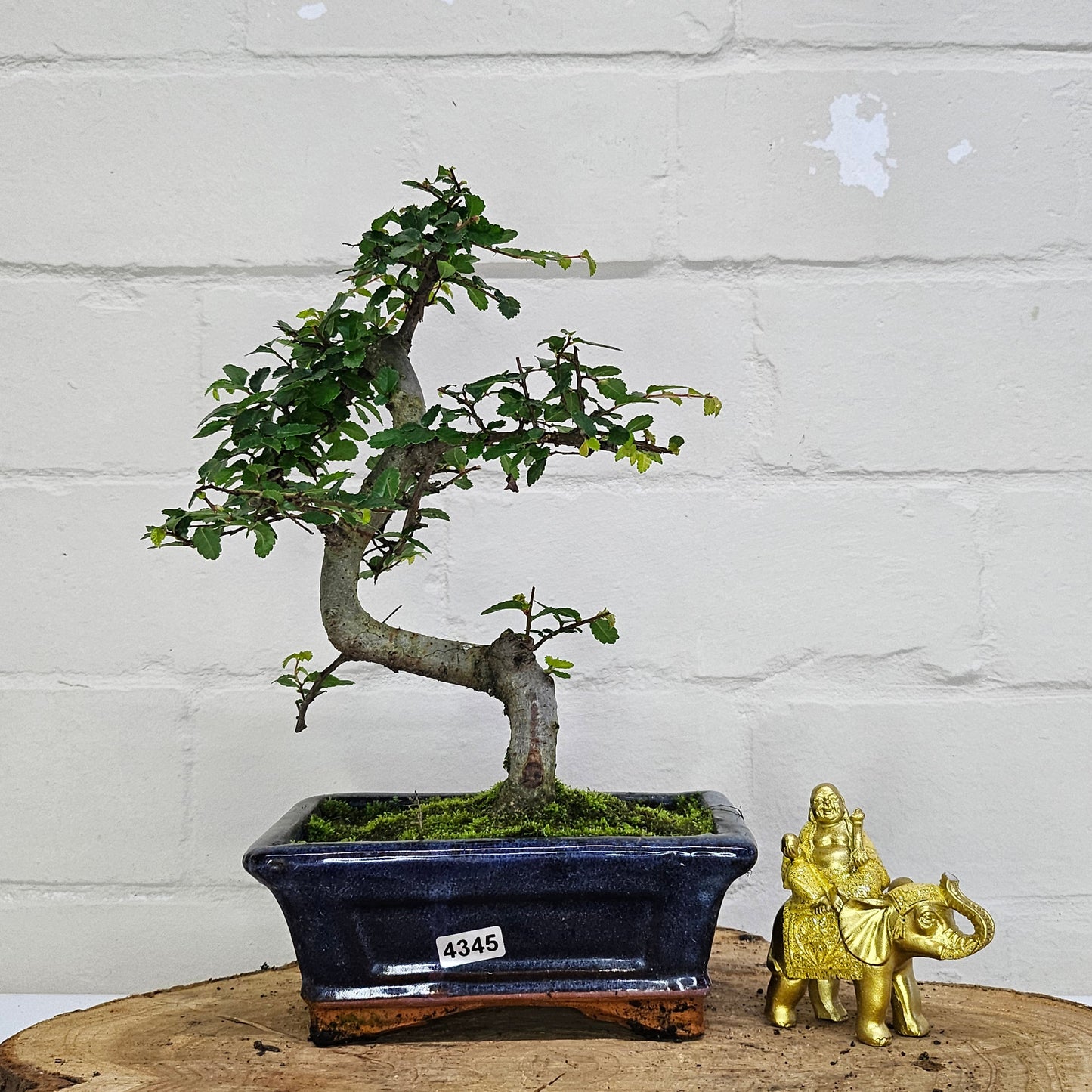 Chinese Elm (Ulmus Parvifolia) Bonsai Tree | Shaped | In 15cm Pot