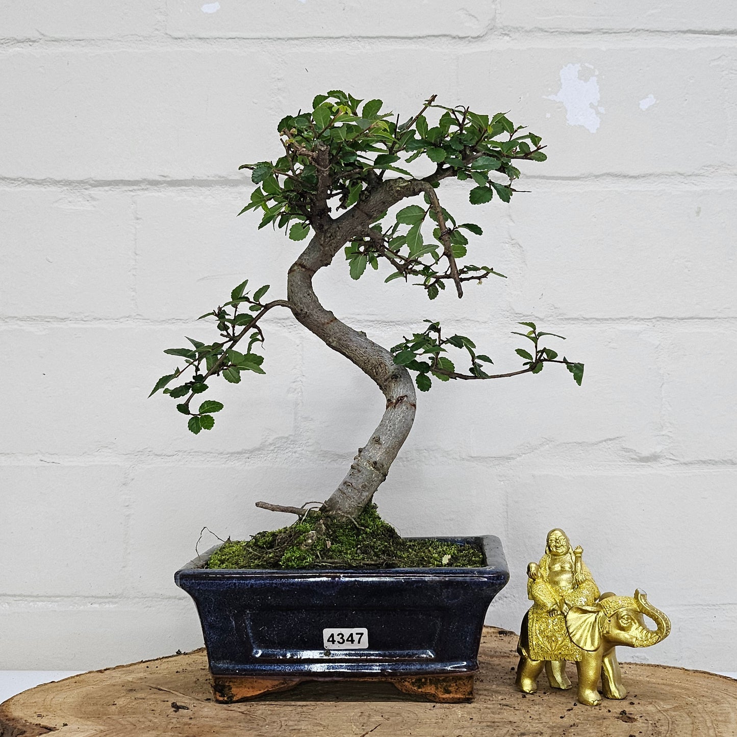 Chinese Elm (Ulmus Parvifolia) Bonsai Tree | Shaped | In 15cm Pot