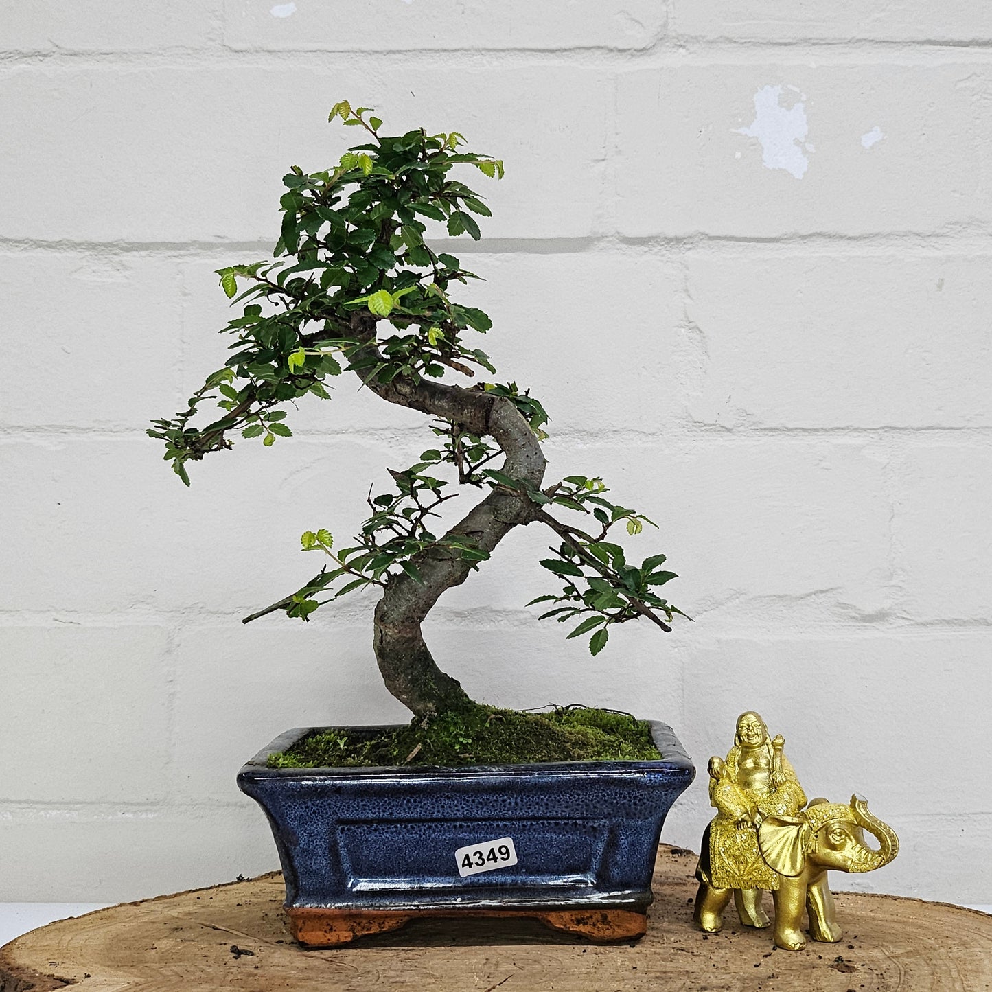 Chinese Elm (Ulmus Parvifolia) Bonsai Tree | Shaped | In 15cm Pot