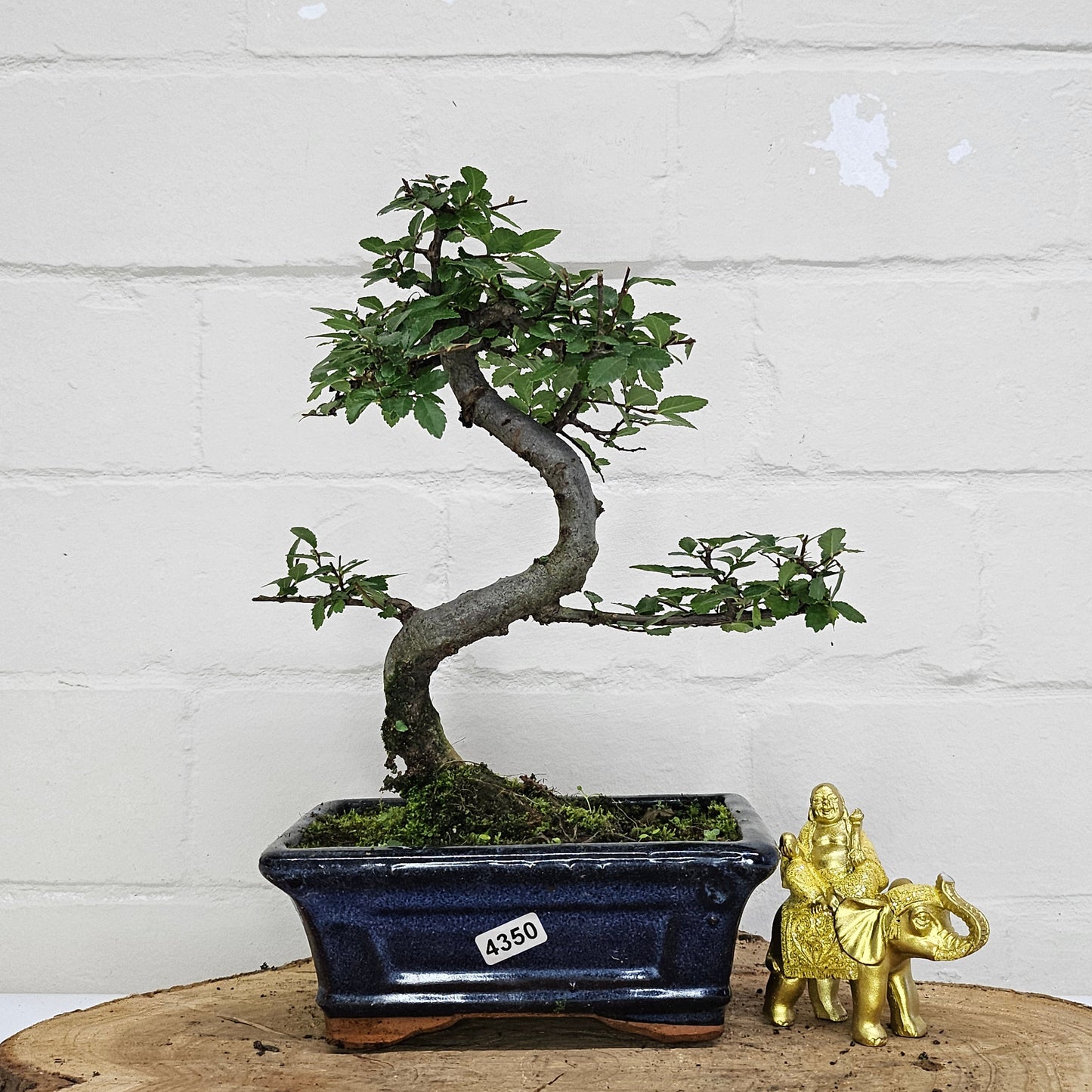 Chinese Elm (Ulmus Parvifolia) Bonsai Tree | Shaped | In 15cm Pot