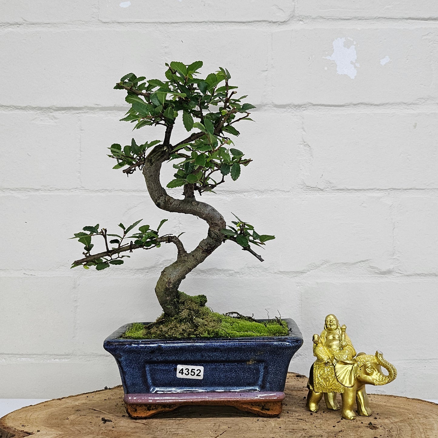 Chinese Elm (Ulmus Parvifolia) Bonsai Tree | Shaped | In 15cm Pot