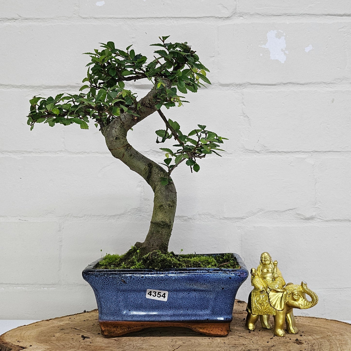 Chinese Elm (Ulmus Parvifolia) Bonsai Tree | Shaped | In 15cm Pot