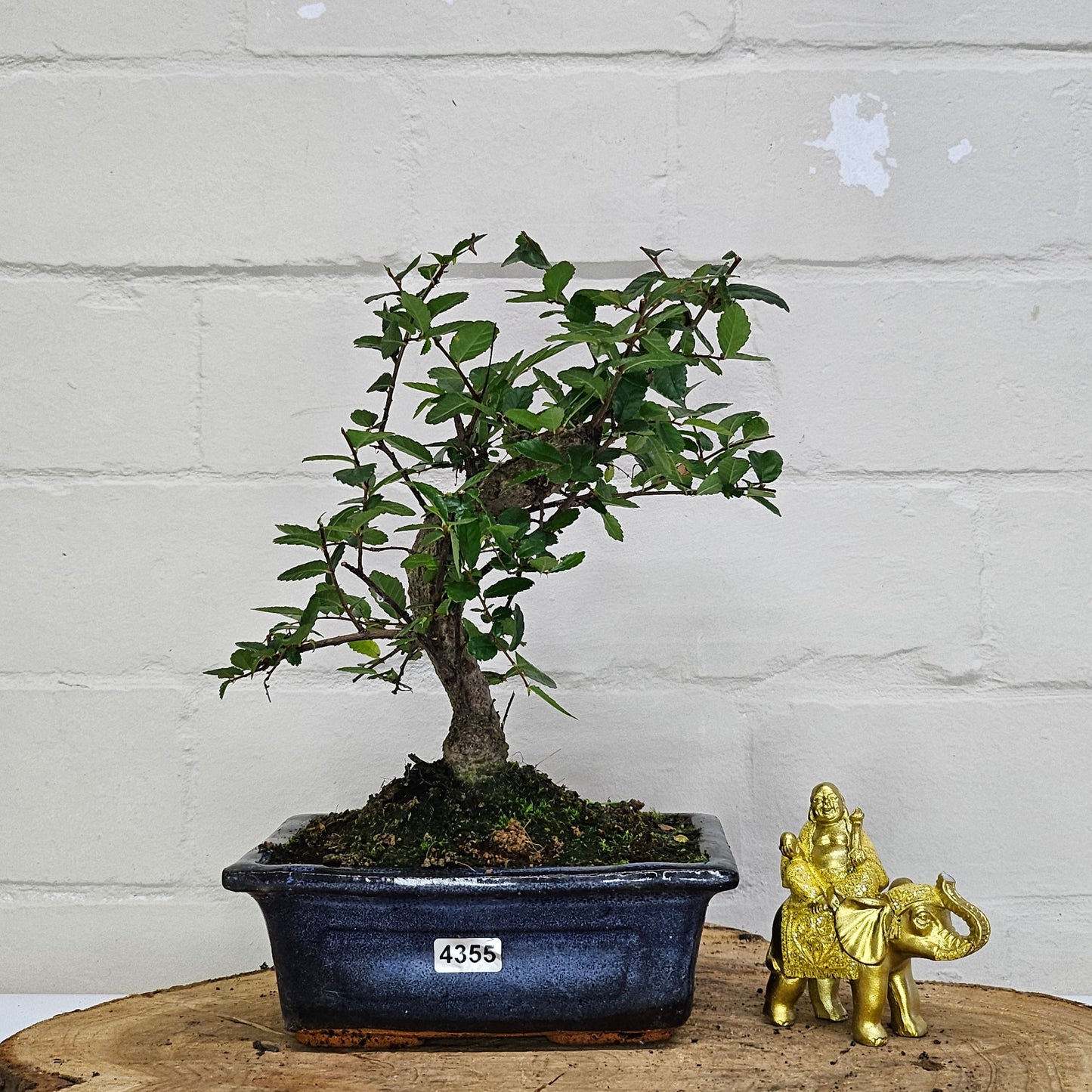 Chinese Elm (Ulmus Parvifolia) Bonsai Tree | Broom | In 15cm Pot