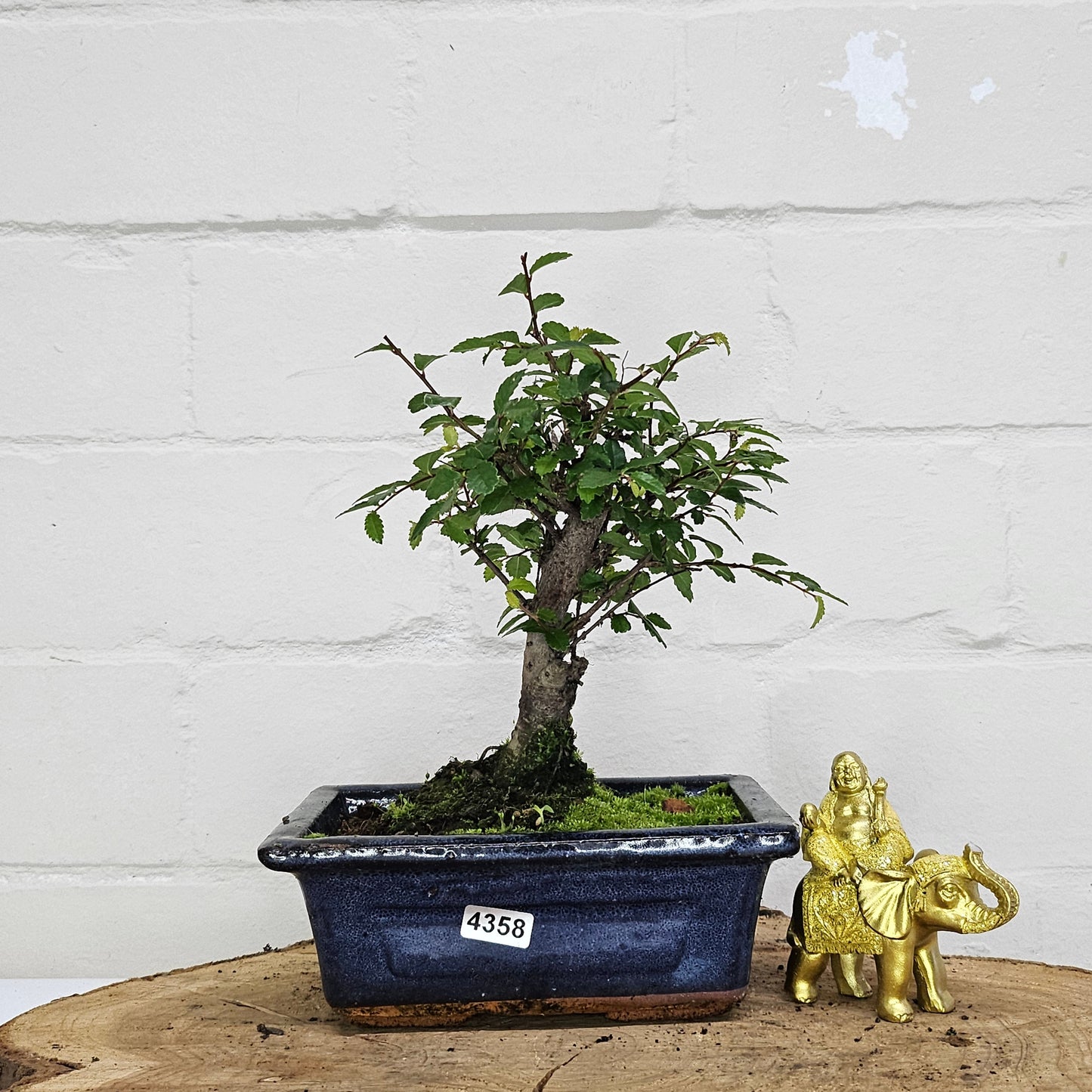 Chinese Elm (Ulmus Parvifolia) Bonsai Tree | Broom | In 15cm Pot